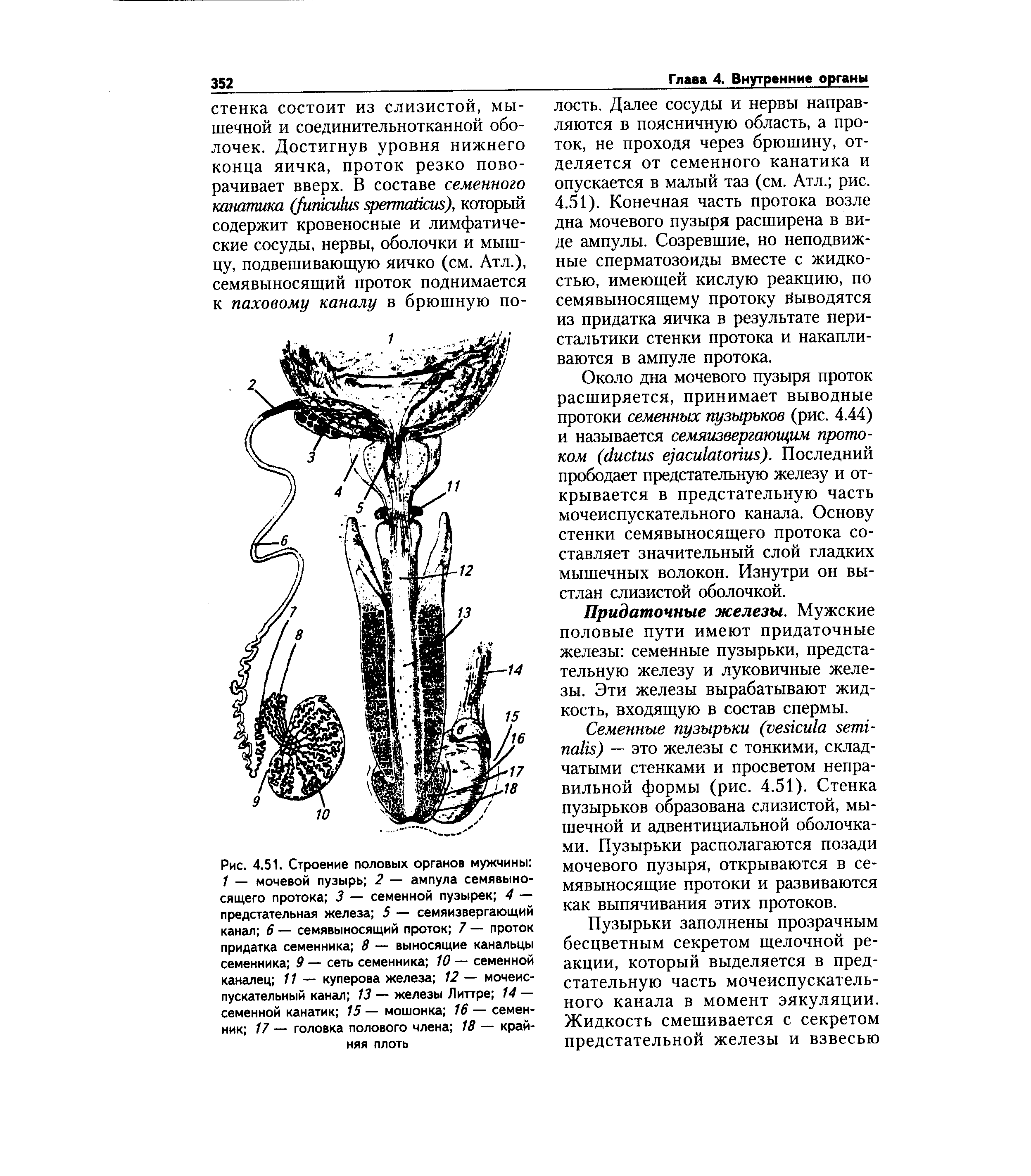 Рис. 4.51. Строение половых органов мужчины 1 — мочевой пузырь 2 — ампула семявыносящего протока 3 — семенной пузырек 4 — предстательная железа 5 — семяизвергающий канал 6 — семявыносящий проток 7 — проток придатка семенника 8 — выносящие канальцы семенника 9 — сеть семенника 10 — семенной каналец 11 — куперова железа 12 — мочеиспускательный канал 13 — железы Литтре 14 — семенной канатик 15 — мошонка 16 — семенник 17 — головка полового члена 18 — крайняя плоть...