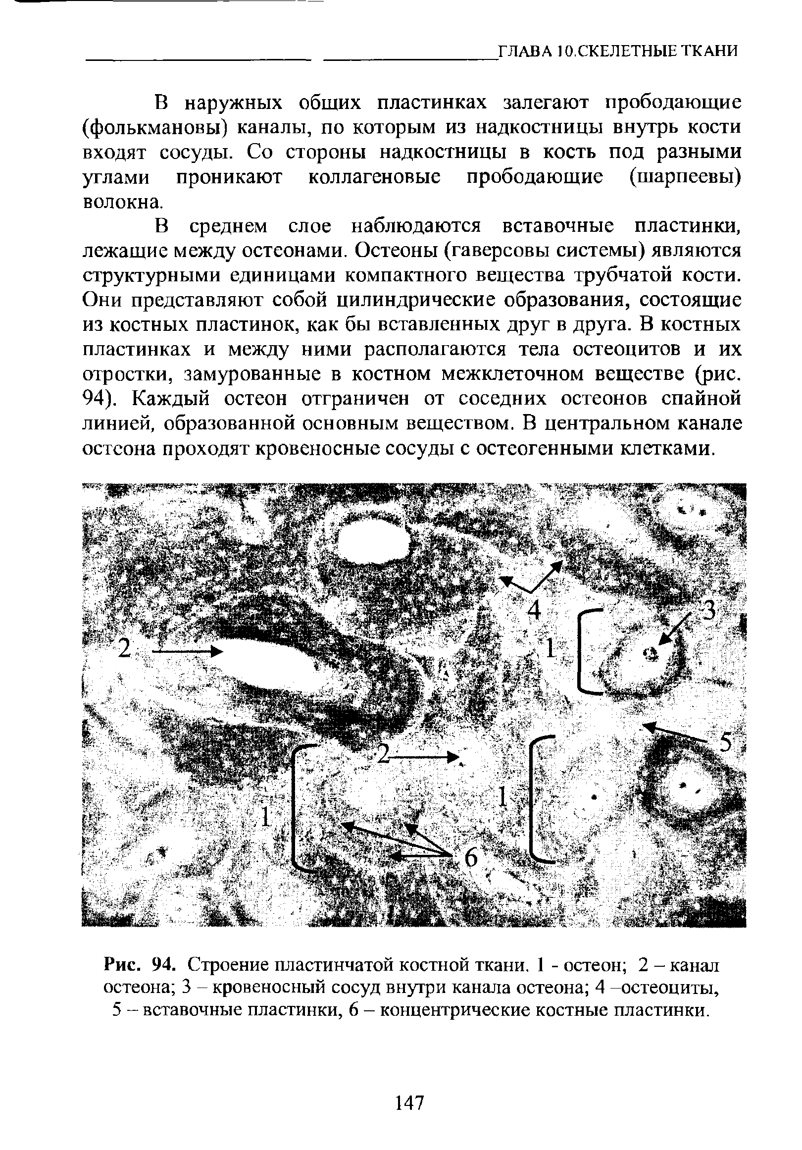 Рис. 94. Строение пластинчатой костной ткани. 1 - остеон 2 - канал остеона 3 - кровеносный сосуд внутри канала остеона 4 -остеоциты, 5 - вставочные пластинки, 6 - концентрические костные пластинки.