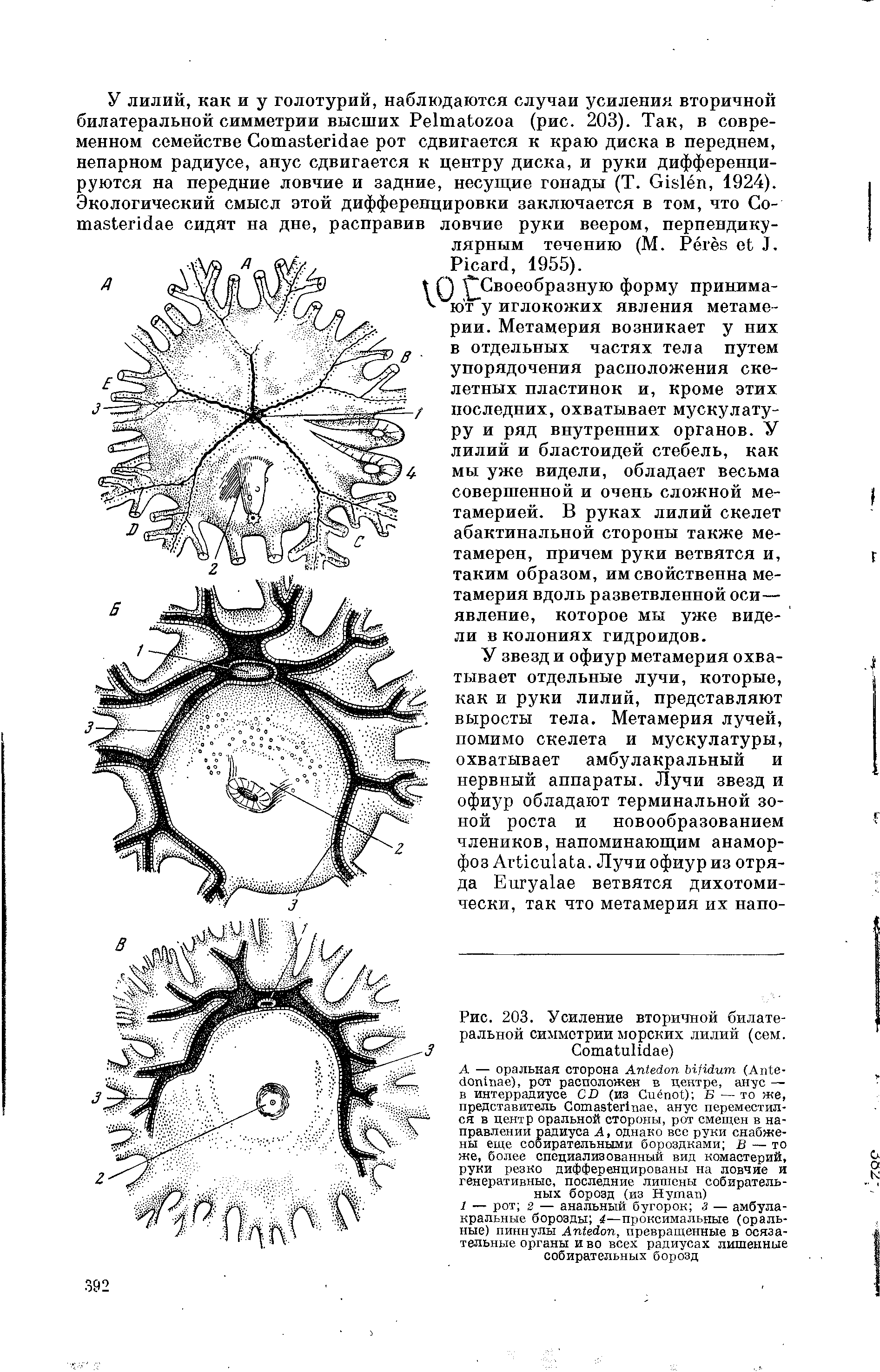 Рис. 203. Усиление вторичной билатеральной симметрии морских лилий (сем. C )...