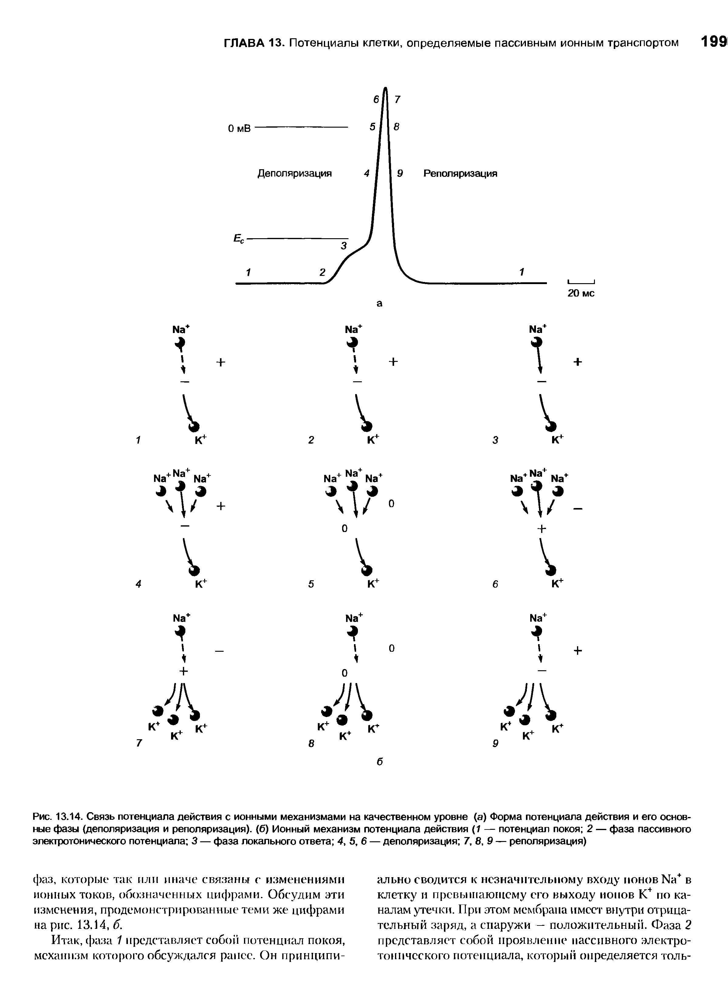 Рис. 13.14. Связь потенциала действия с ионными механизмами на качественном уровне (а) Форма потенциала действия и его основные фазы (деполяризация и реполяризация), (б) Ионный механизм потенциала действия (1 — потенциал покоя 2 — фаза пассивного электротонического потенциала 3 — фаза локального ответа 4, 5, 6 — деполяризация 7, 8, 9 — реполяризация)...