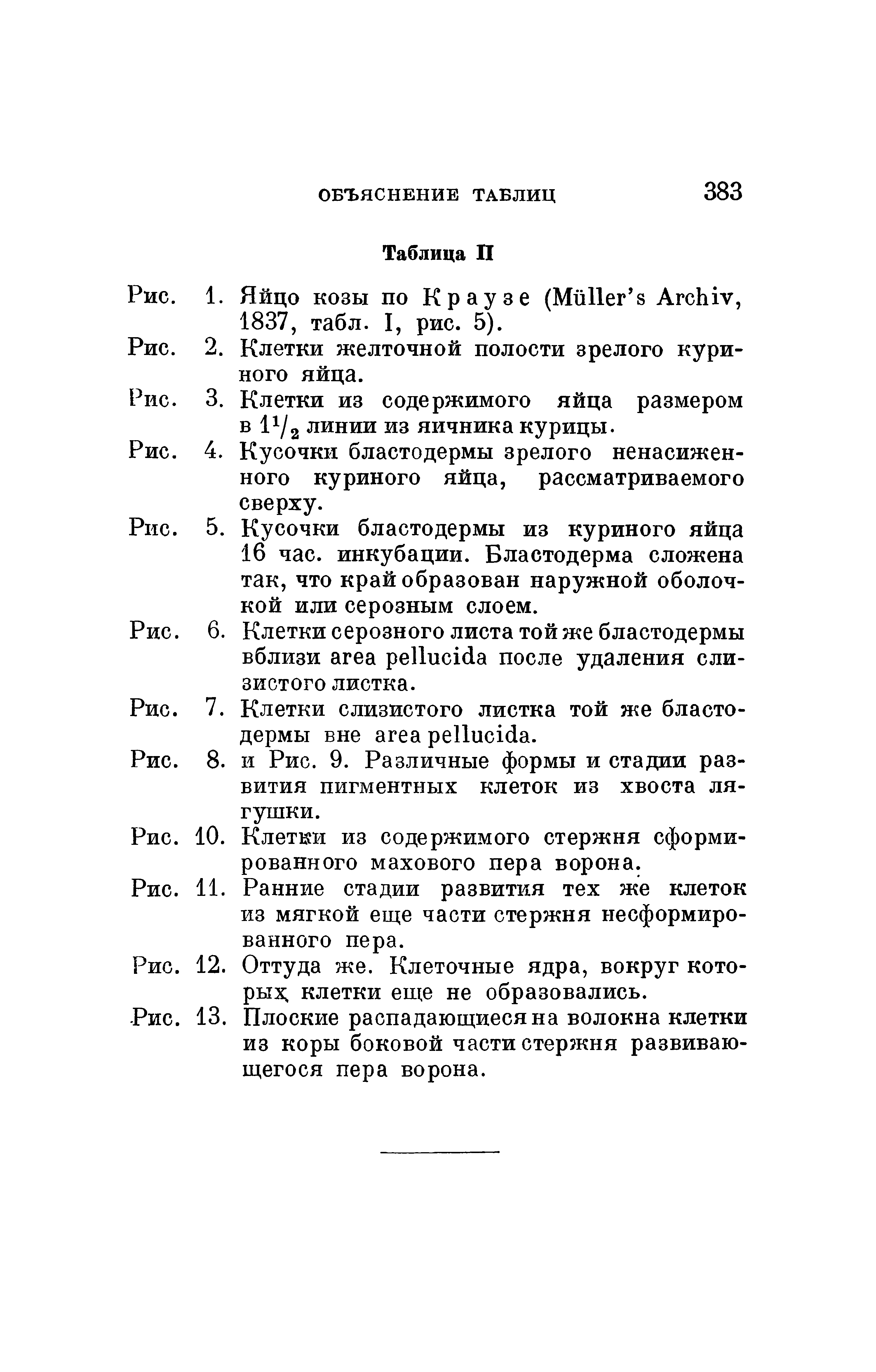 Рис. 6. Клетки серозного листа той же бластодермы вблизи после удаления слизистого листка.