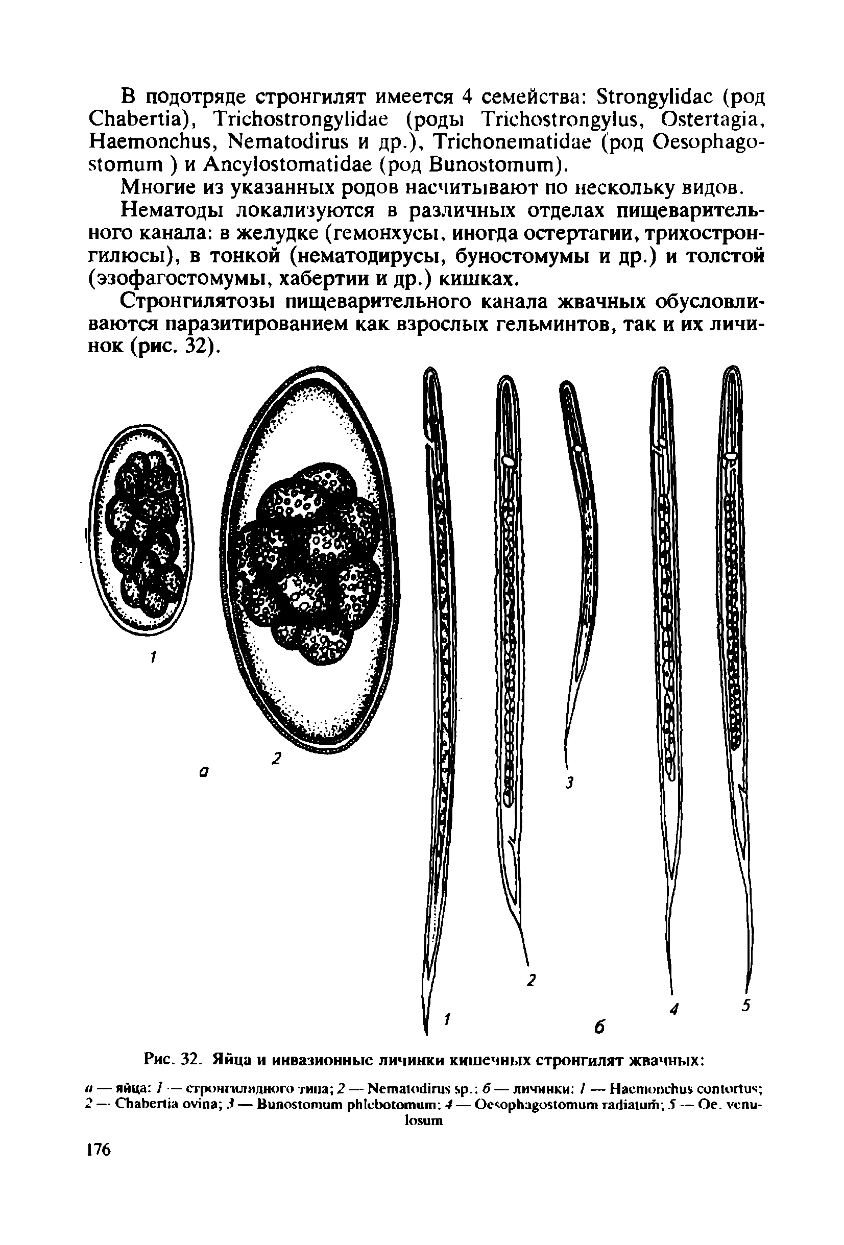 Рис. 32. Яйца н инвазионные личинки кишечных стронгилят жвачных ...