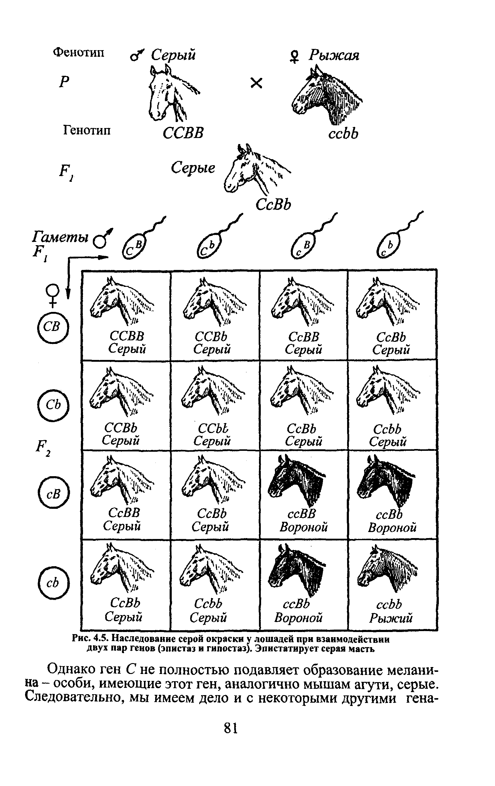 Рис. 4.5. Наследование серой окраски у лошадей при взаимодействии двух пар генов (эпистаз и гипостаз). Эпистатирует серая масть...