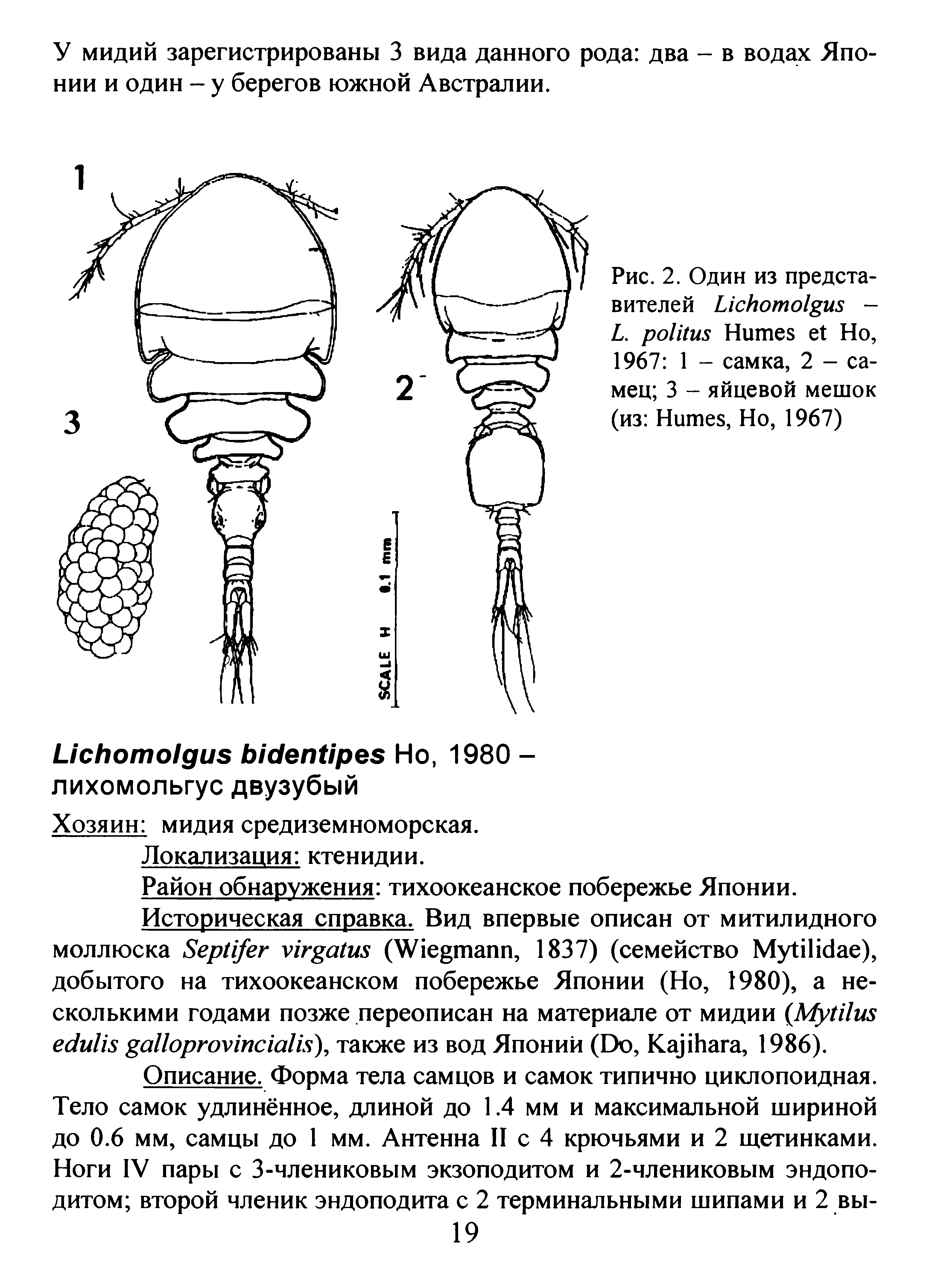 Рис. 2. Один из представителей L -L. H Но, 1967 1 - самка, 2 - самец 3 - яйцевой мешок (из H , Но, 1967)...