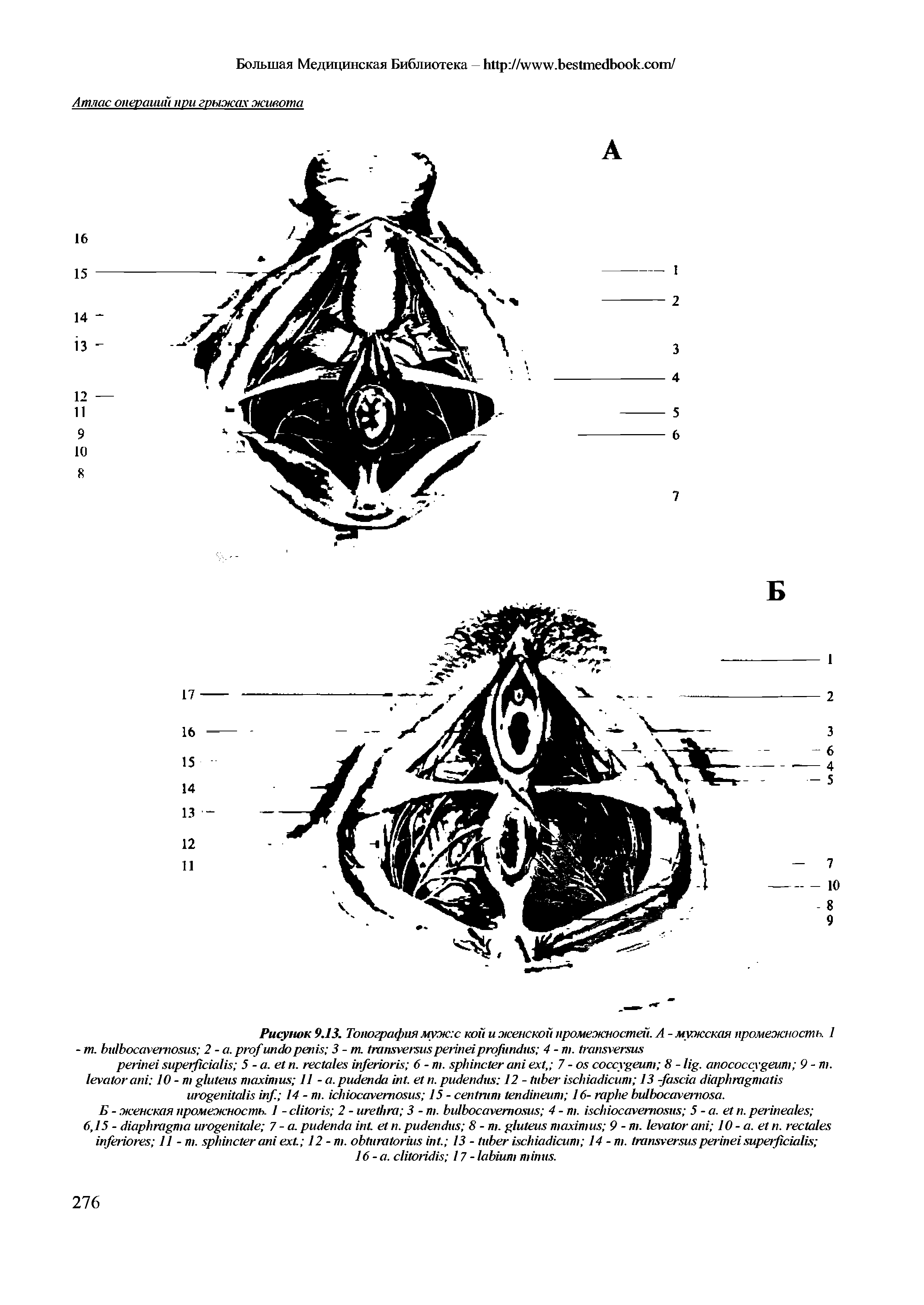 Рисунок 9.13. Топография муж с кой и женской промежностей. А - мужская промежность. 1 - т. 2 - . 3 - т. 4 - . ...