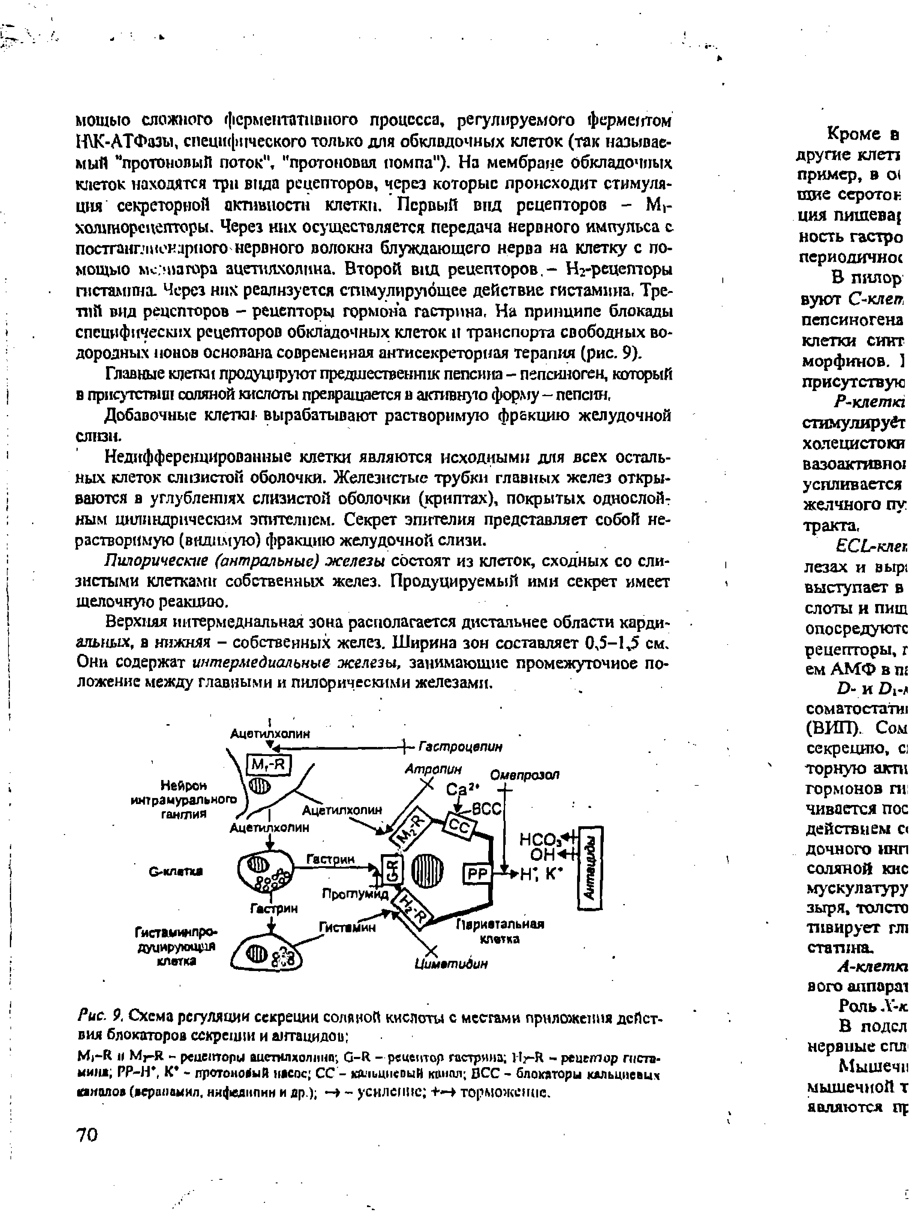 Рис. 9. Схема регуляции секреции соляной кислоты с местами приложения действия блокаторов секреции и анта цидо и ...
