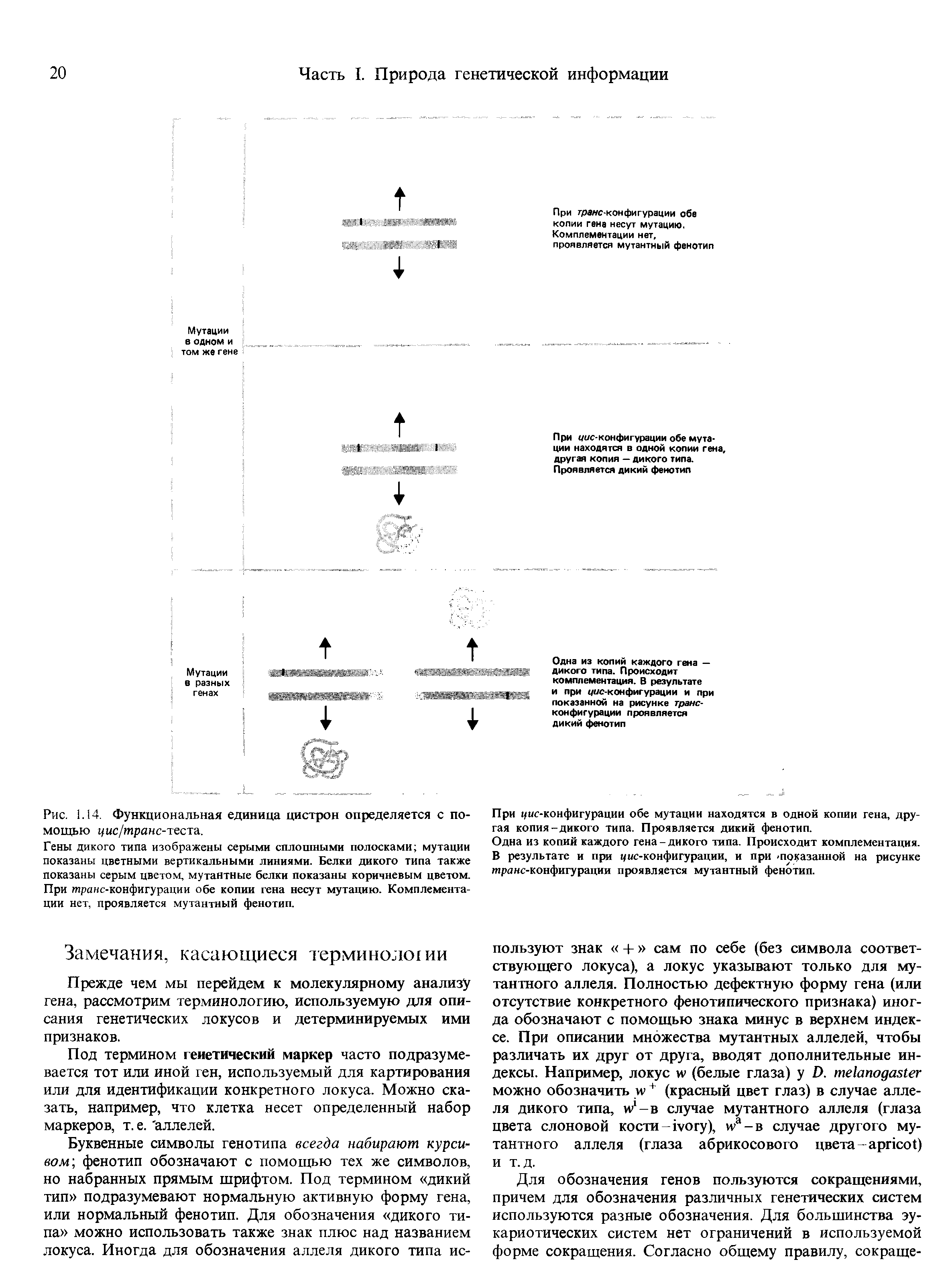 Рис. 1.14. Функциональная единица цистрон определяется с помощью цис/транс-теста.