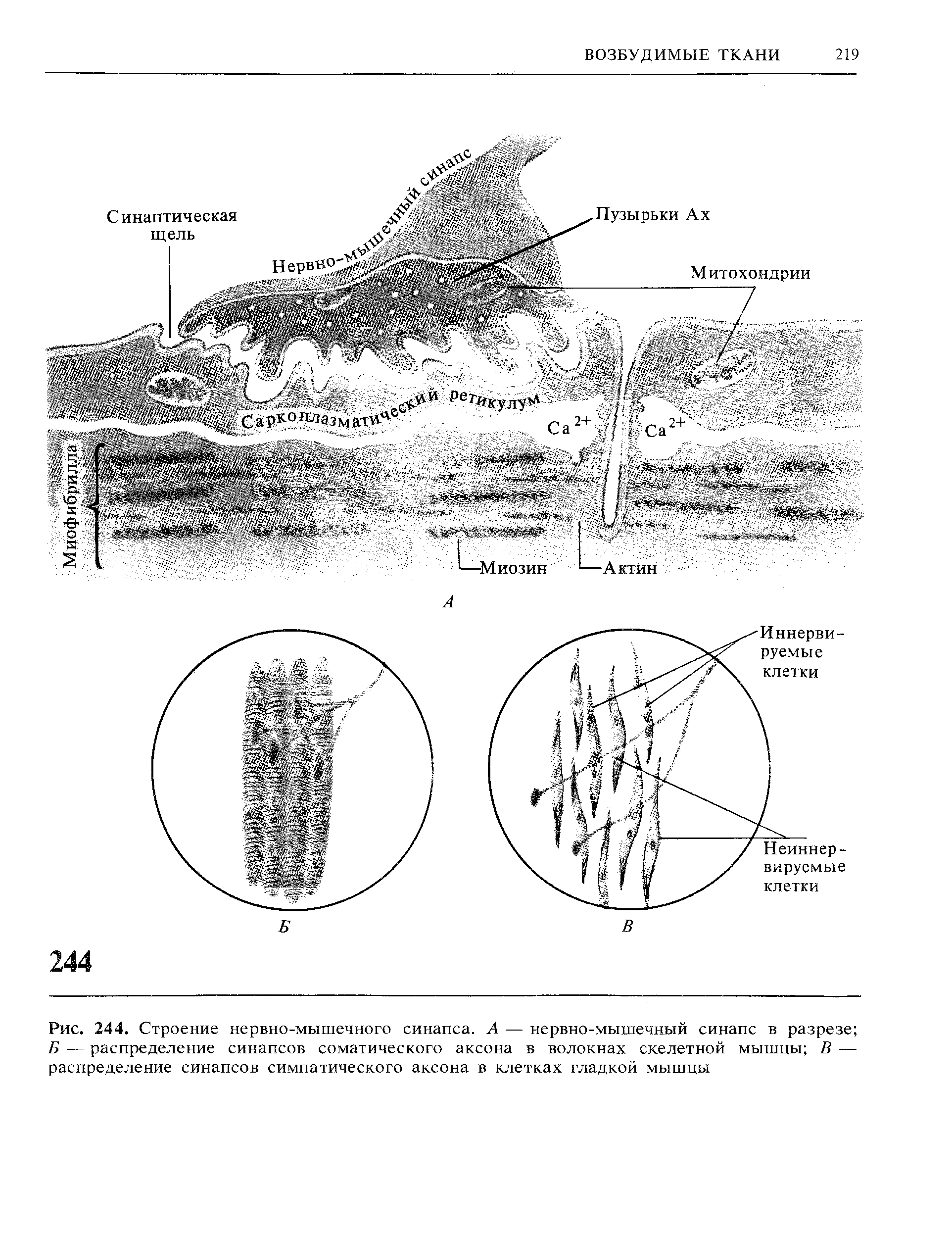 Рис. 244. Строение нервно-мышечного синапса. А — нервно-мышечный синапс в разрезе Б — распределение синапсов соматического аксона в волокнах скелетной мышцы В — распределение синапсов симпатического аксона в клетках гладкой мышцы...