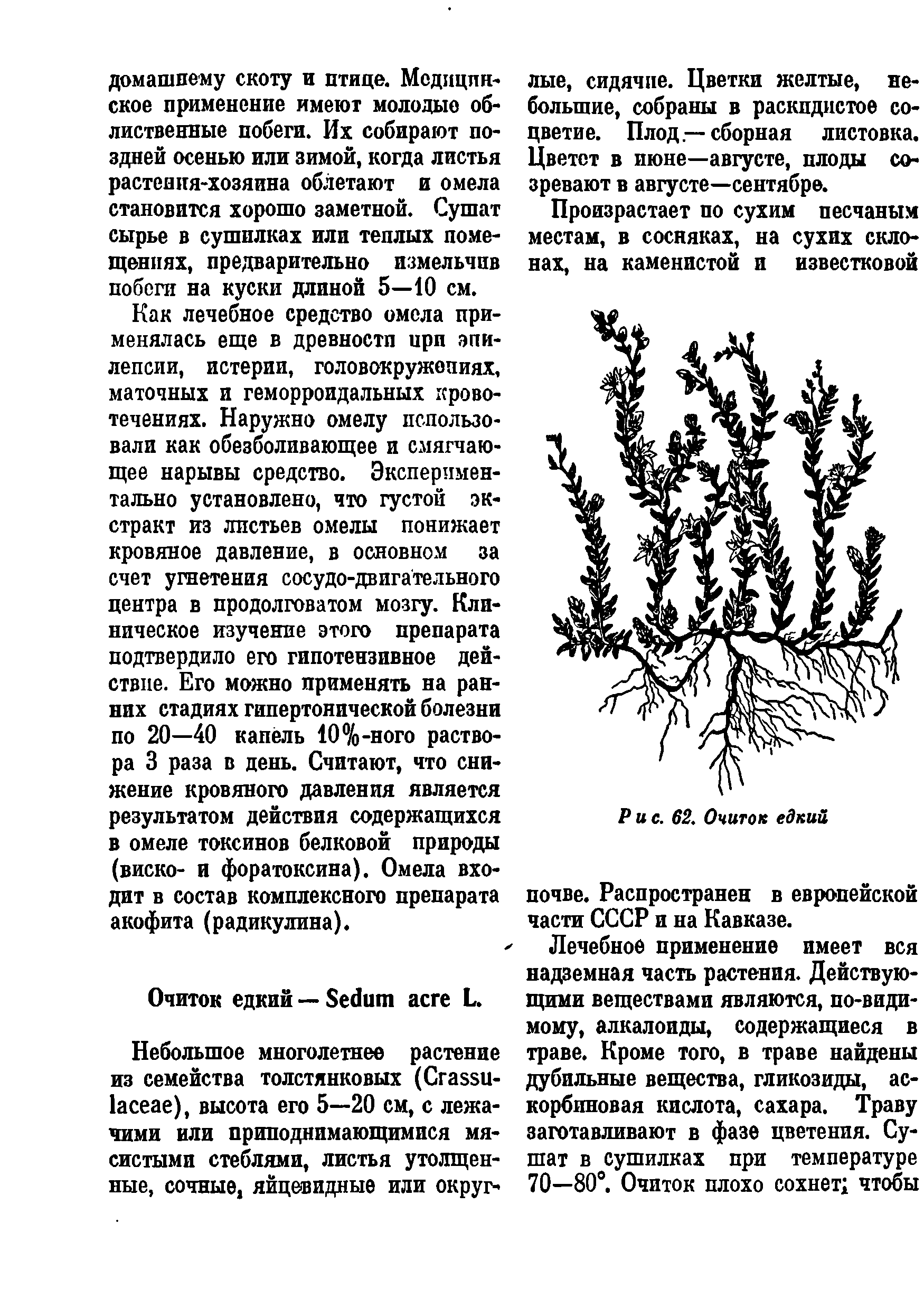 Рис. 62. Очиток едкий почве. Распространен в европейской части СССР и на Кавказе.