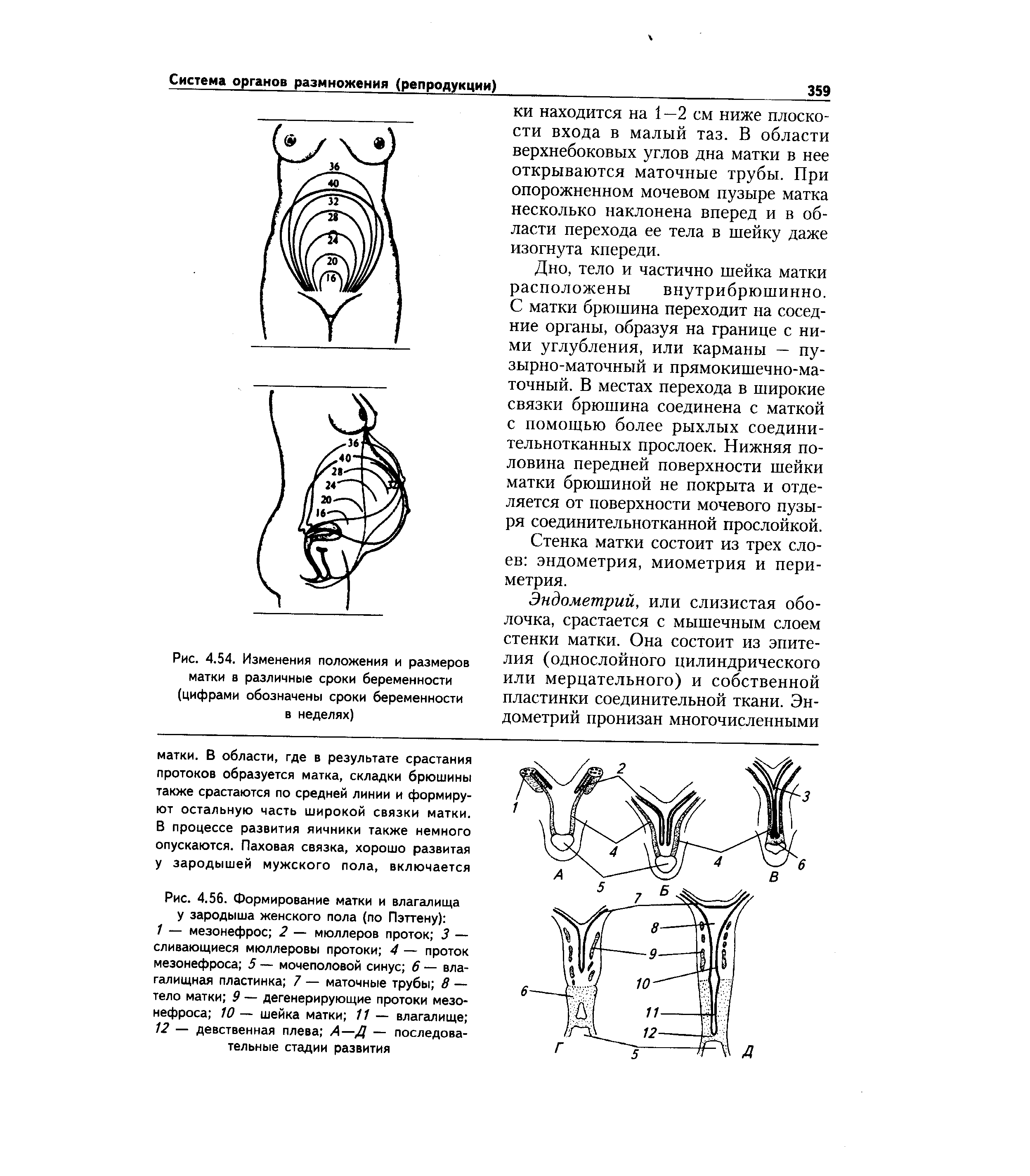 Рис. 4.56. Формирование матки и влагалища у зародыша женского пола (по Пэттену) ...