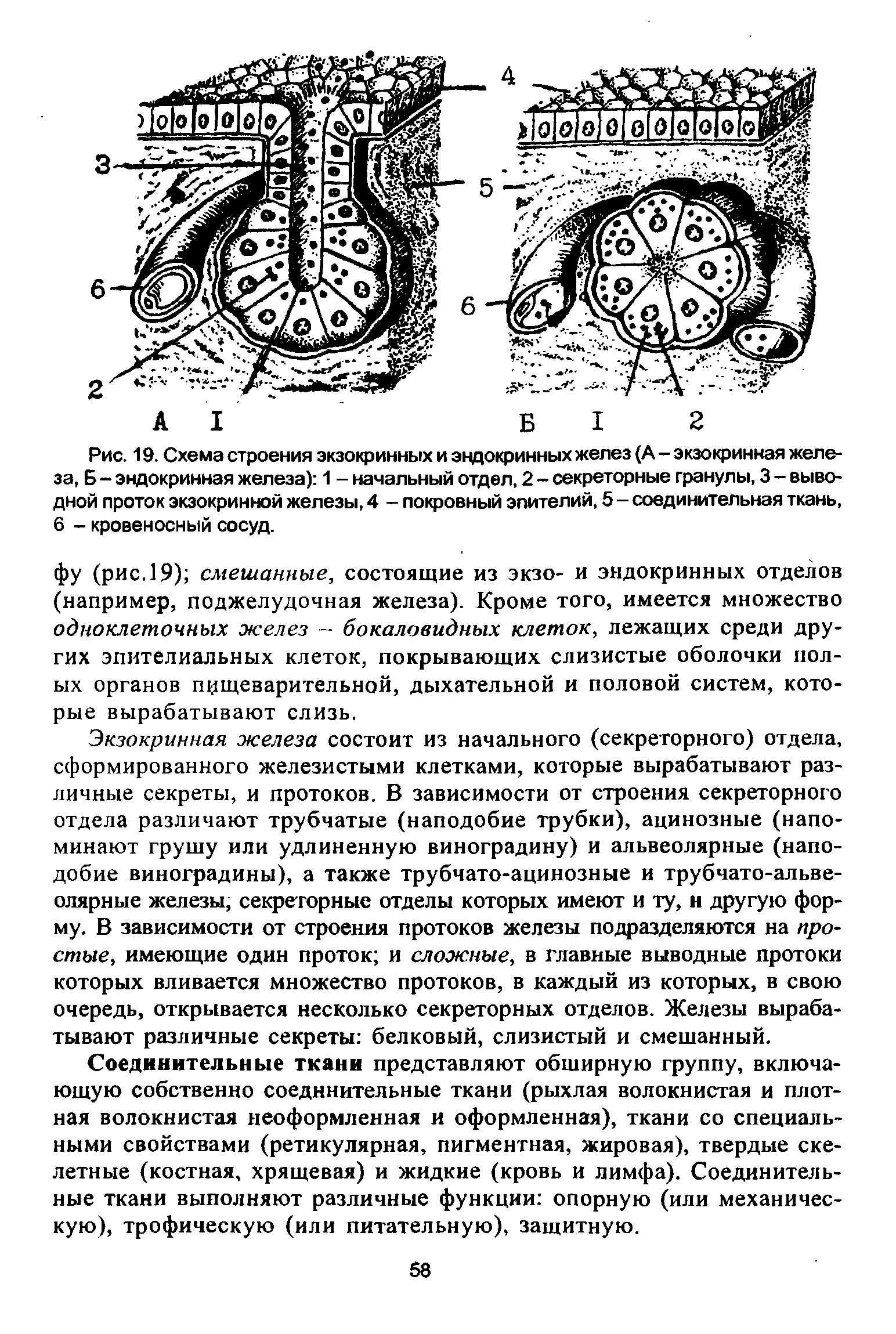 Рис. 19. Схема строения экзокринных и эндокринных желез (А - экзокринная железа, Б - эндокринная железа) 1 - начальный отдел, 2 - секреторные гранулы, 3 - выводной проток экзокринной железы, 4 - покровный эпителий, 5 - соединительная ткань, 6 - кровеносный сосуд.