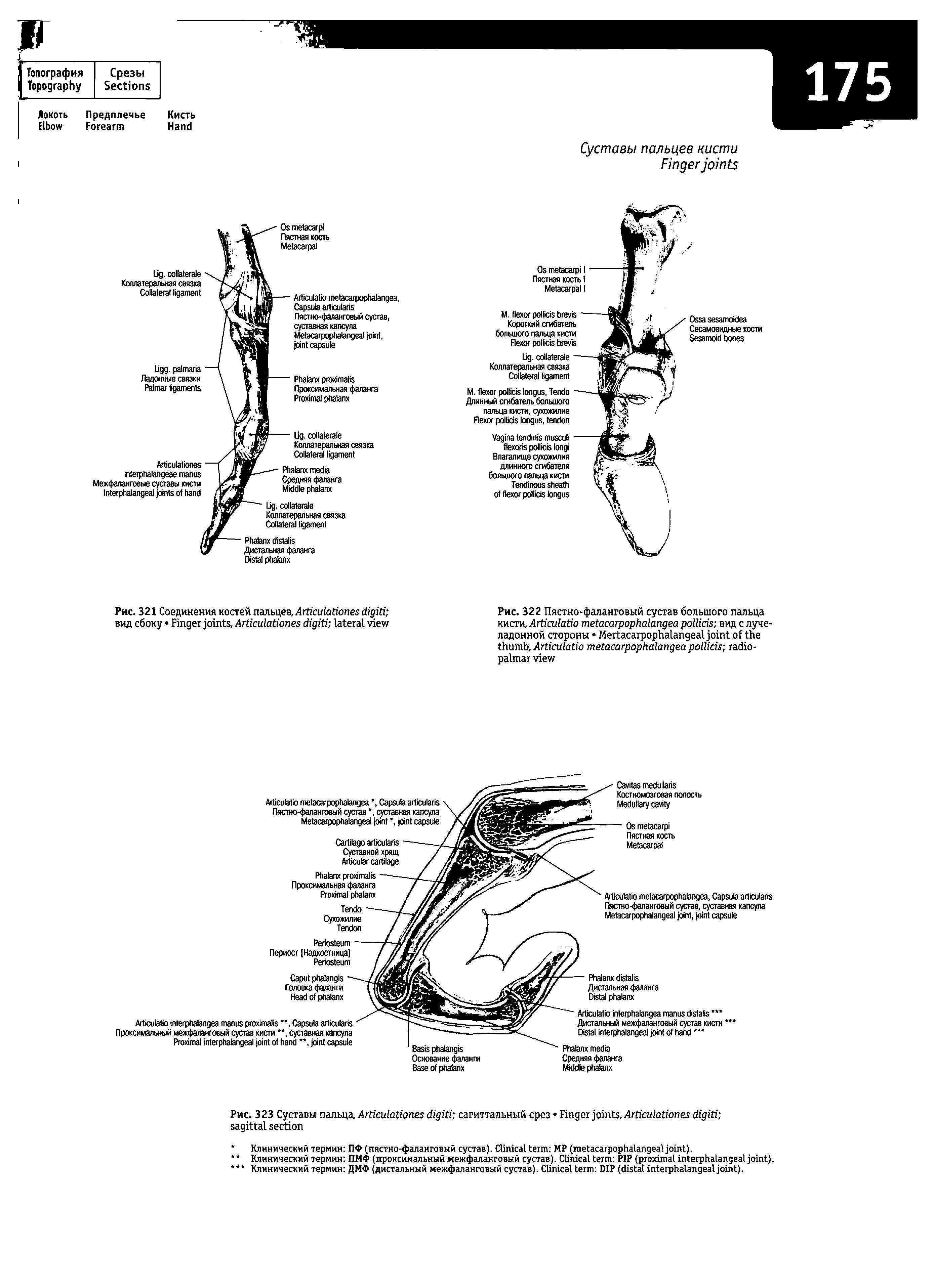 Рис. 321 Соединения костей пальцев, A вид сбоку F , A ...