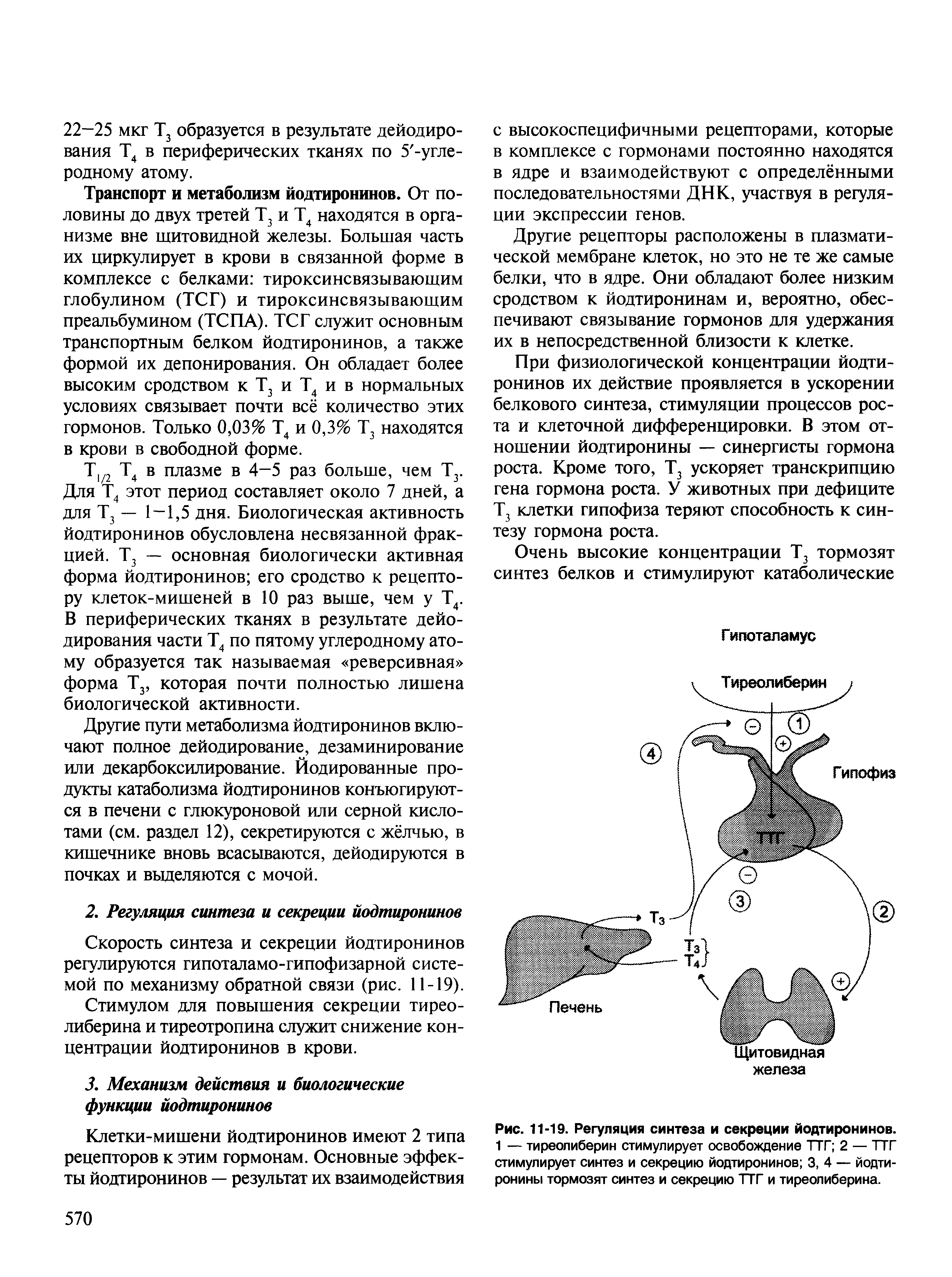 Рис. 11-19. Регуляция синтеза и секреции йодтиронинов. 1 — тиреолиберин стимулирует освобождение ТТГ 2 — ТТГ стимулирует синтез и секрецию йодтиронинов 3, 4 — йодтиронины тормозят синтез и секрецию ТТГ и тиреолиберина.