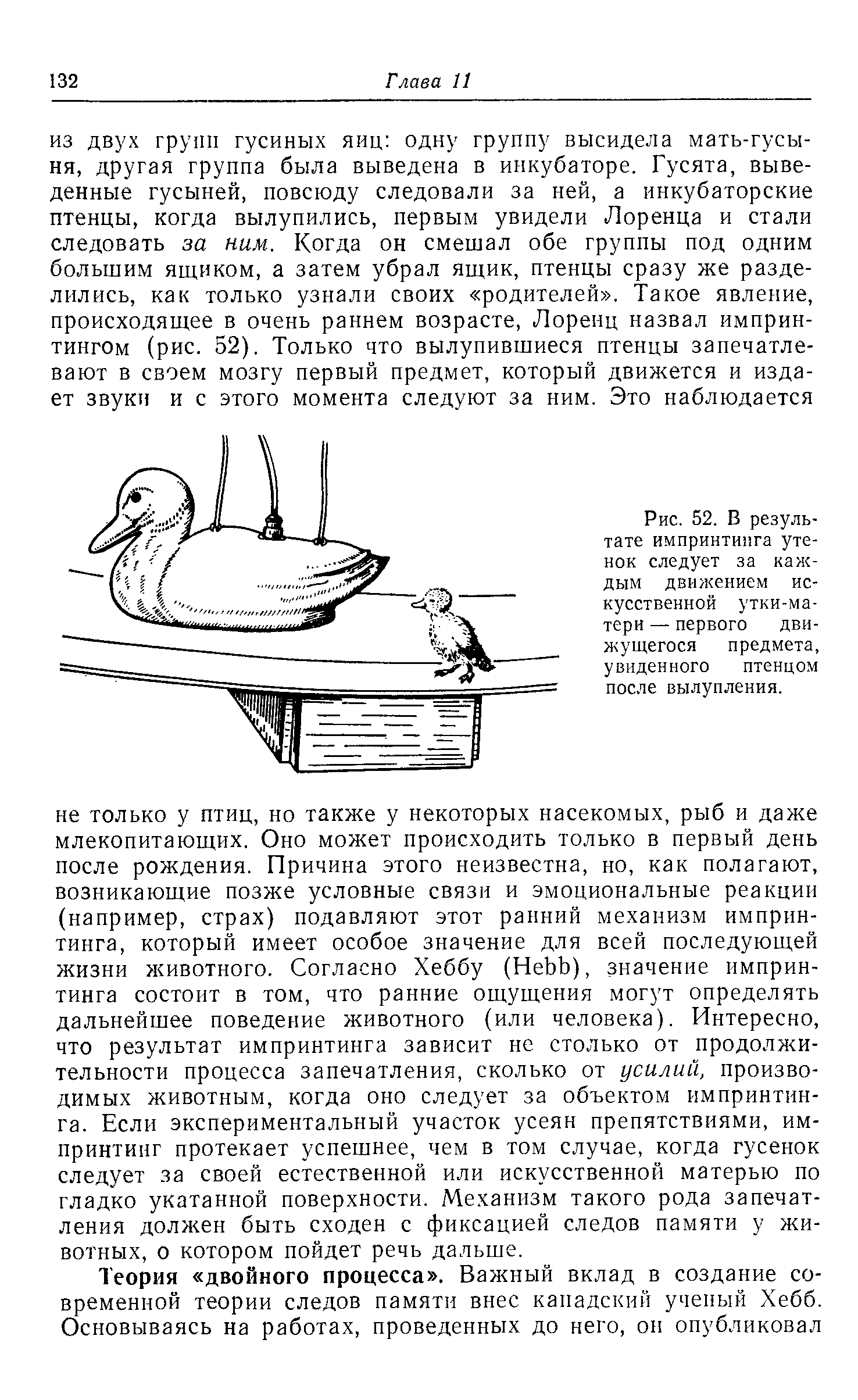 Рис. 52. В результате импринтинга утенок следует за каждым движением искусственной утки-матери — первого движущегося предмета, увиденного птенцом после вылупления.