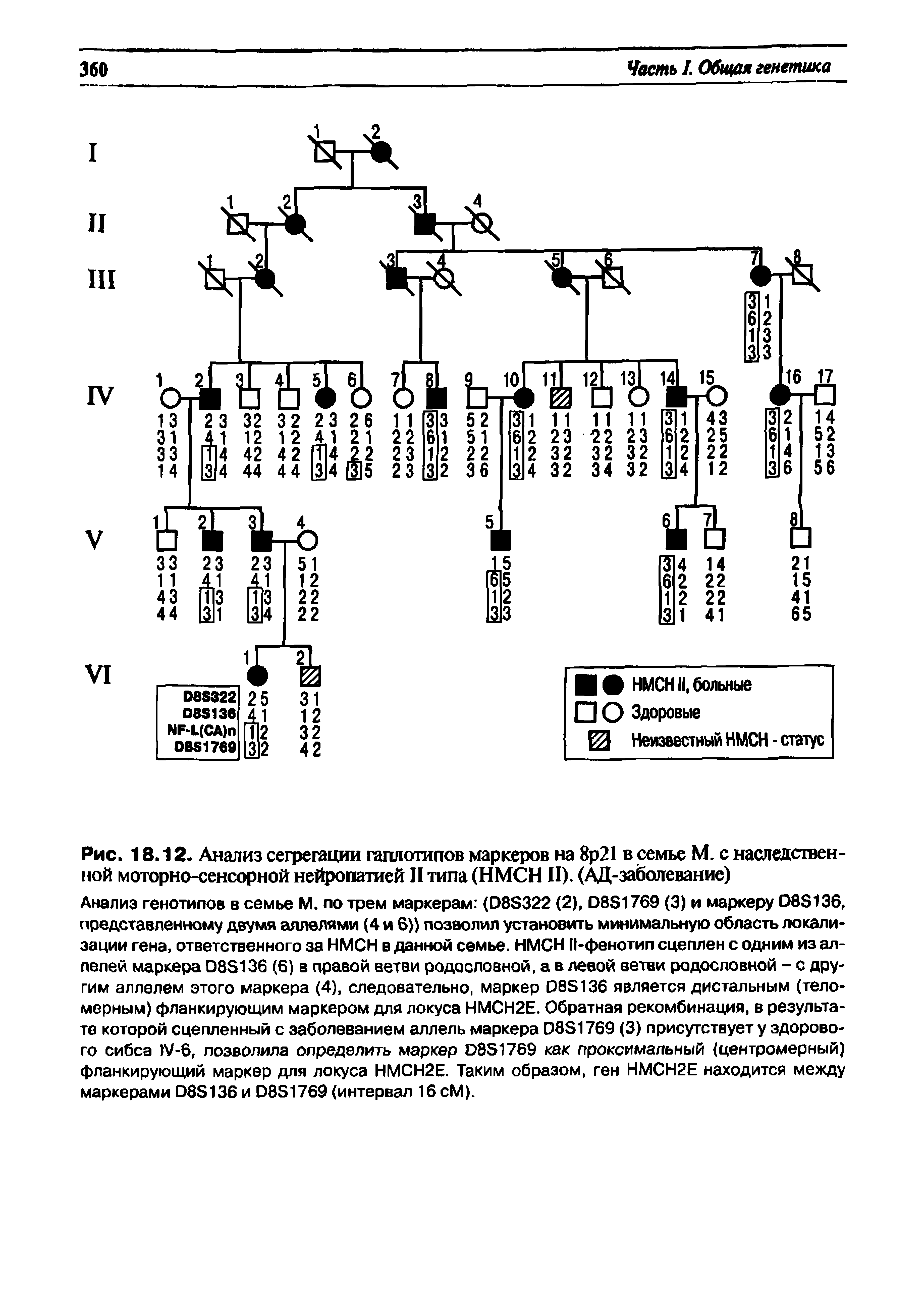 Рис. 18.12. Анализ сегрегации гаплотипов маркеров на 8р21 в семье М. с наследственной моторно-сенсорной нейропатией II типа (НМСН II). (АД-эаболевание)...