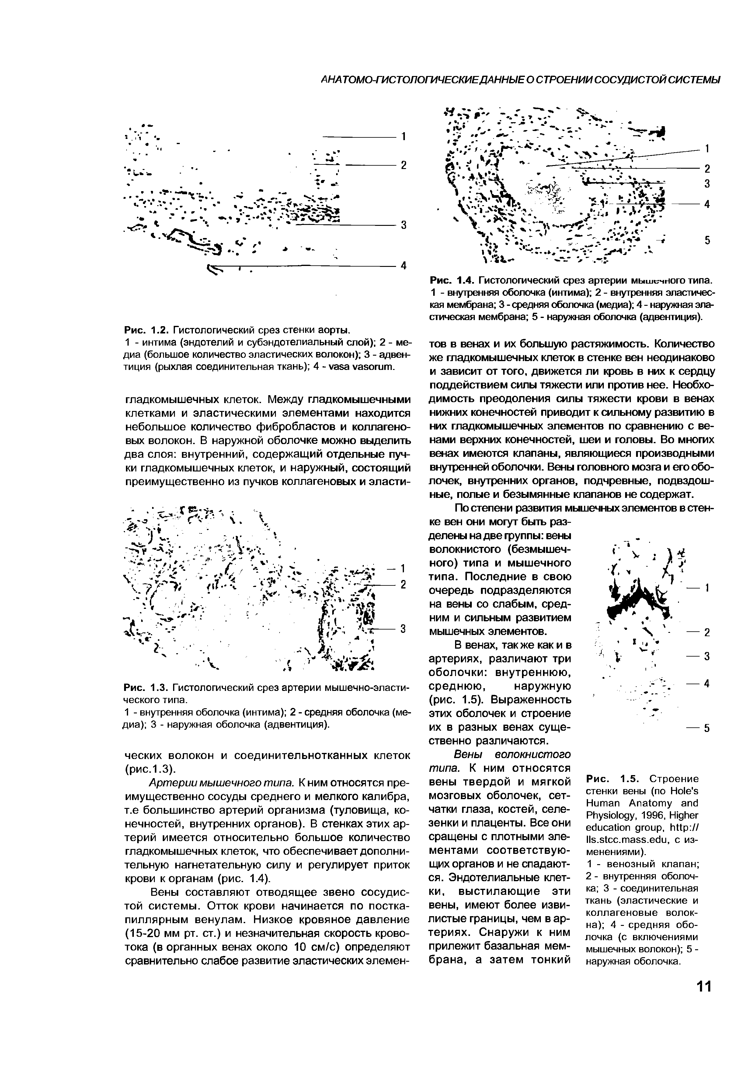 Рис. 1.3. Гистологический срез артерии мышечно-эластического типа.