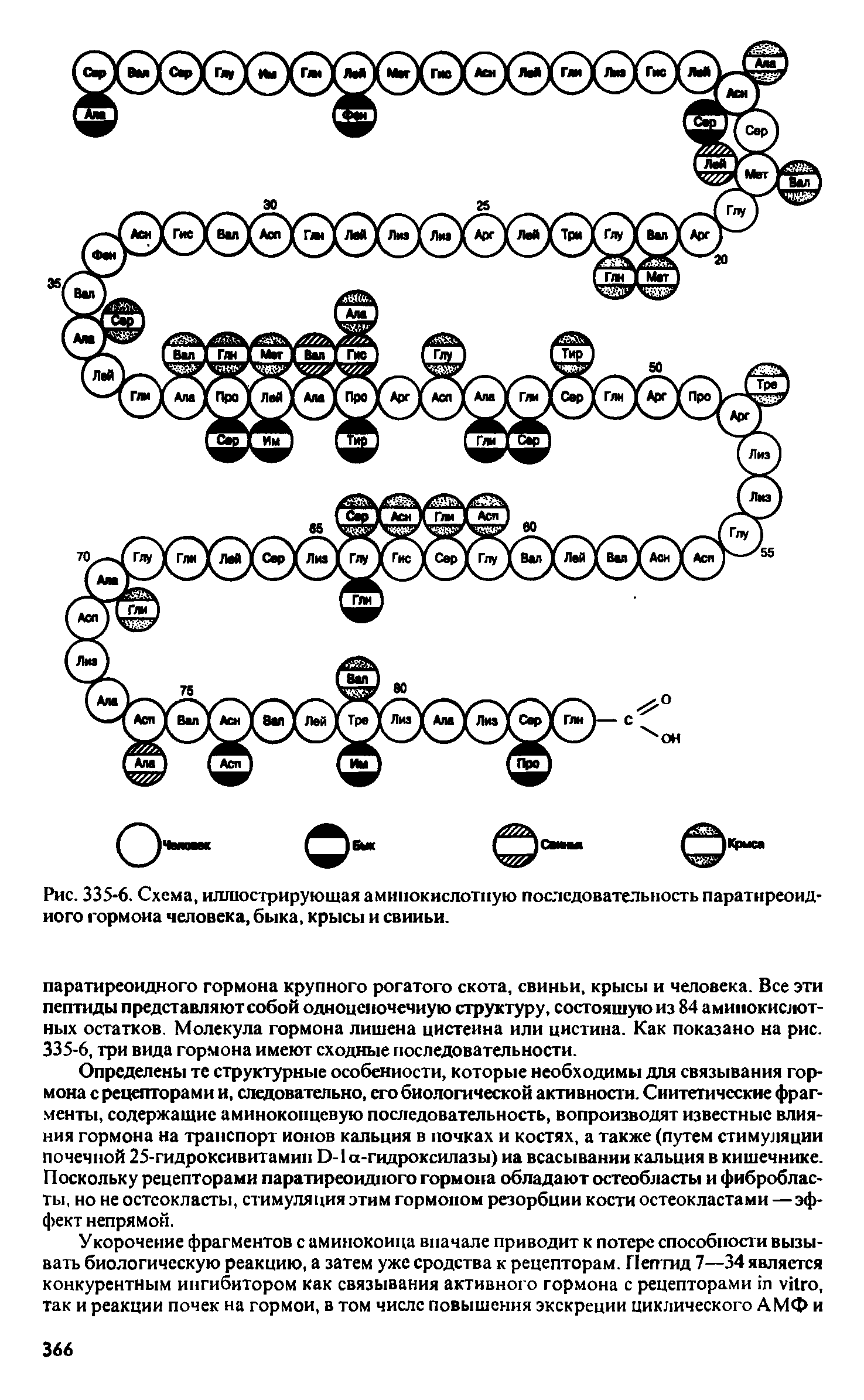 Рис. 335-6. Схема, иллюстрирующая аминокислотную последовательность паратиреоидного гормона человека, быка, крысы и свиньи.