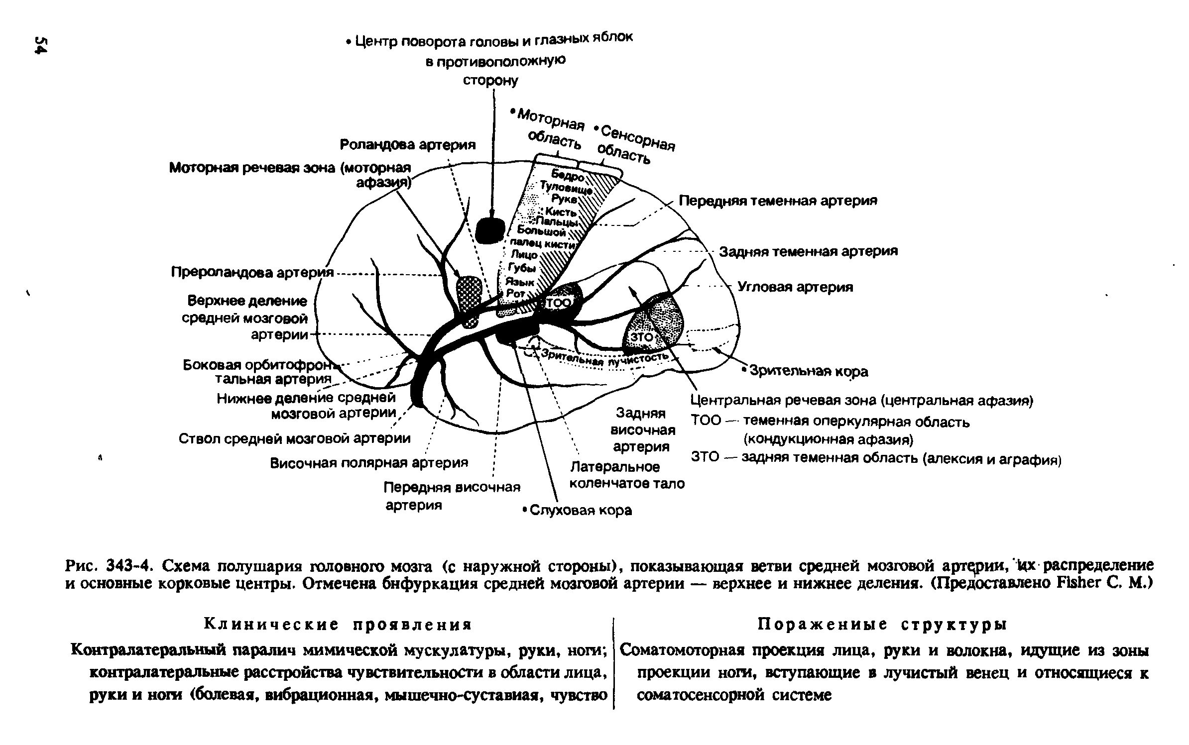 Рис. 343-4. Схема полушария головного мозга (с наружной стороны), показывающая ветви средней мозговой артерии, Их распределение и основные корковые центры. Отмечена бифуркация средней мозговой артерии — верхнее и нижнее деления. (Предоставлено F С. М.)...