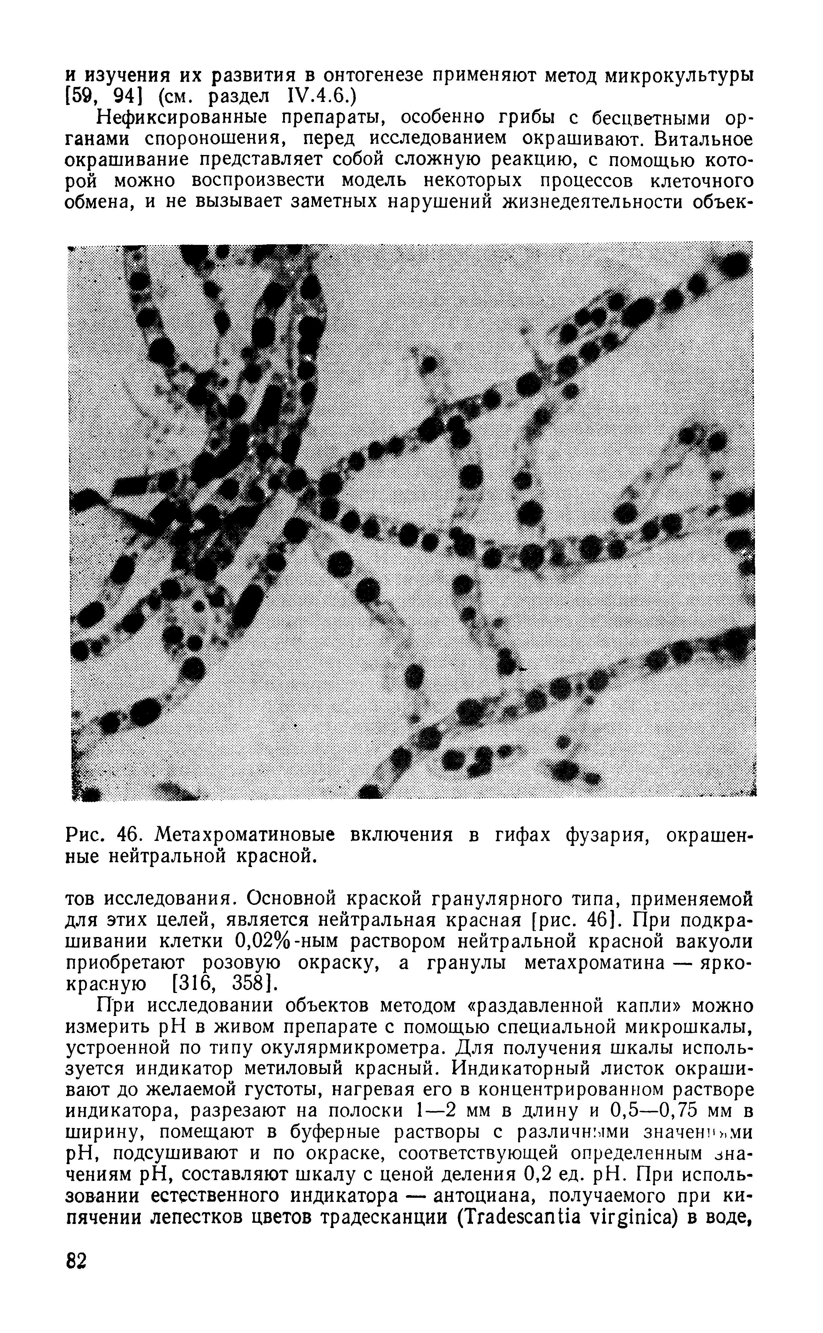 Рис. 46. Метахроматиновые включения в гифах фузария, окрашенные нейтральной красной.