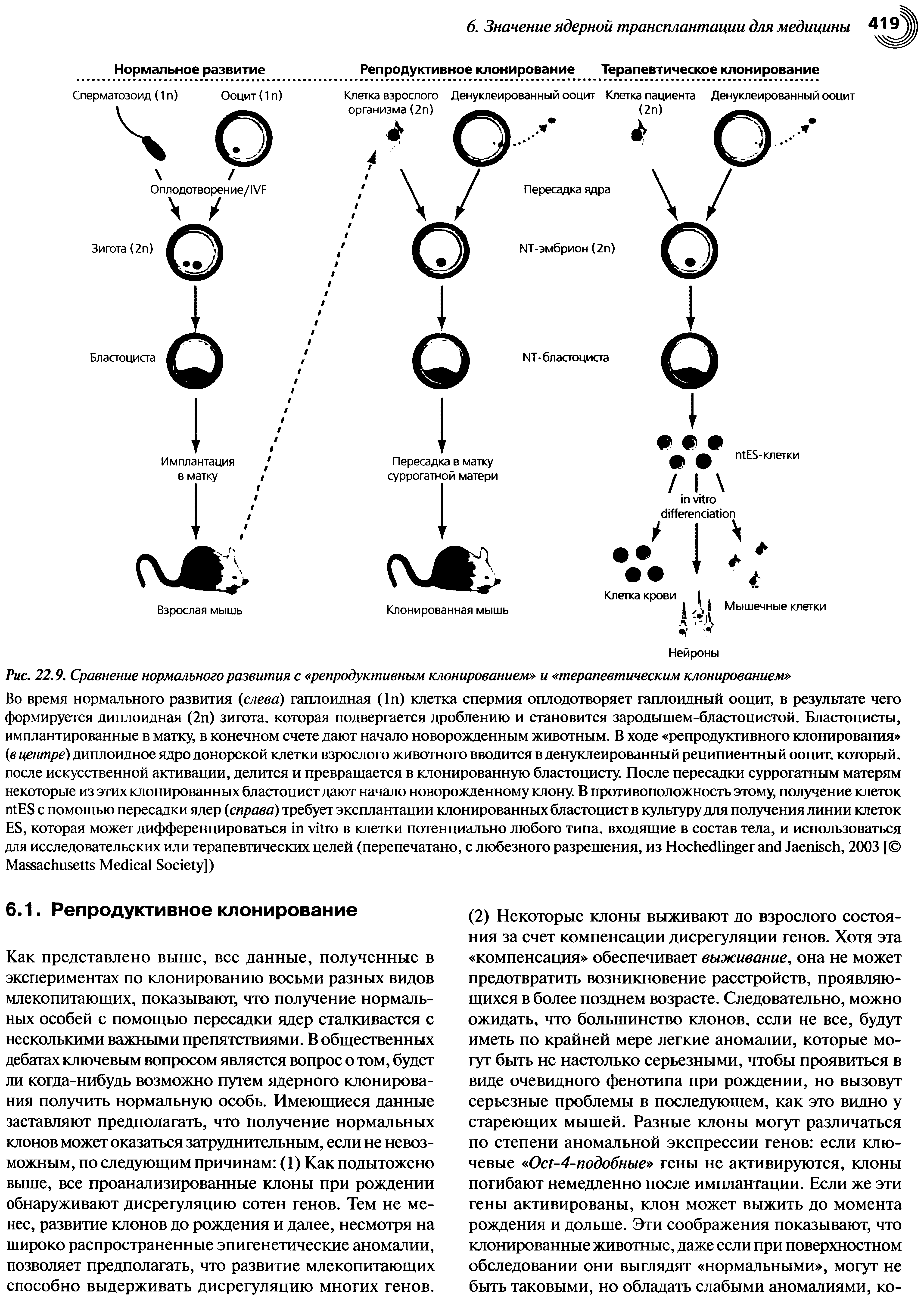 Рис. 22.9. Сравнение нормального развития с репродуктивным клонированием и терапевтическим клонированием ...