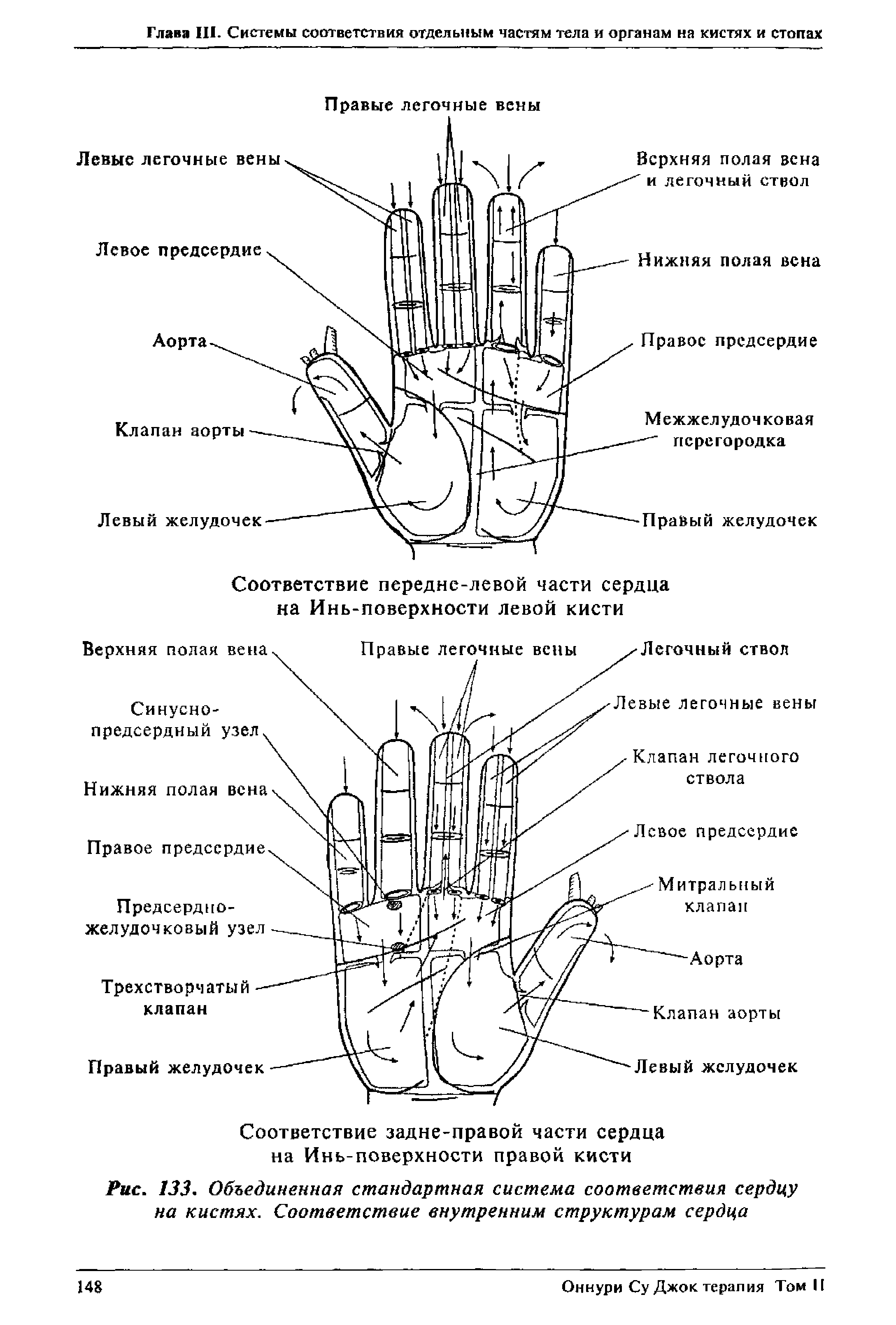 Рис. 133. Объединенная стандартная система соответствия сердцу на кистях. Соответствие внутренним структурам сердца...