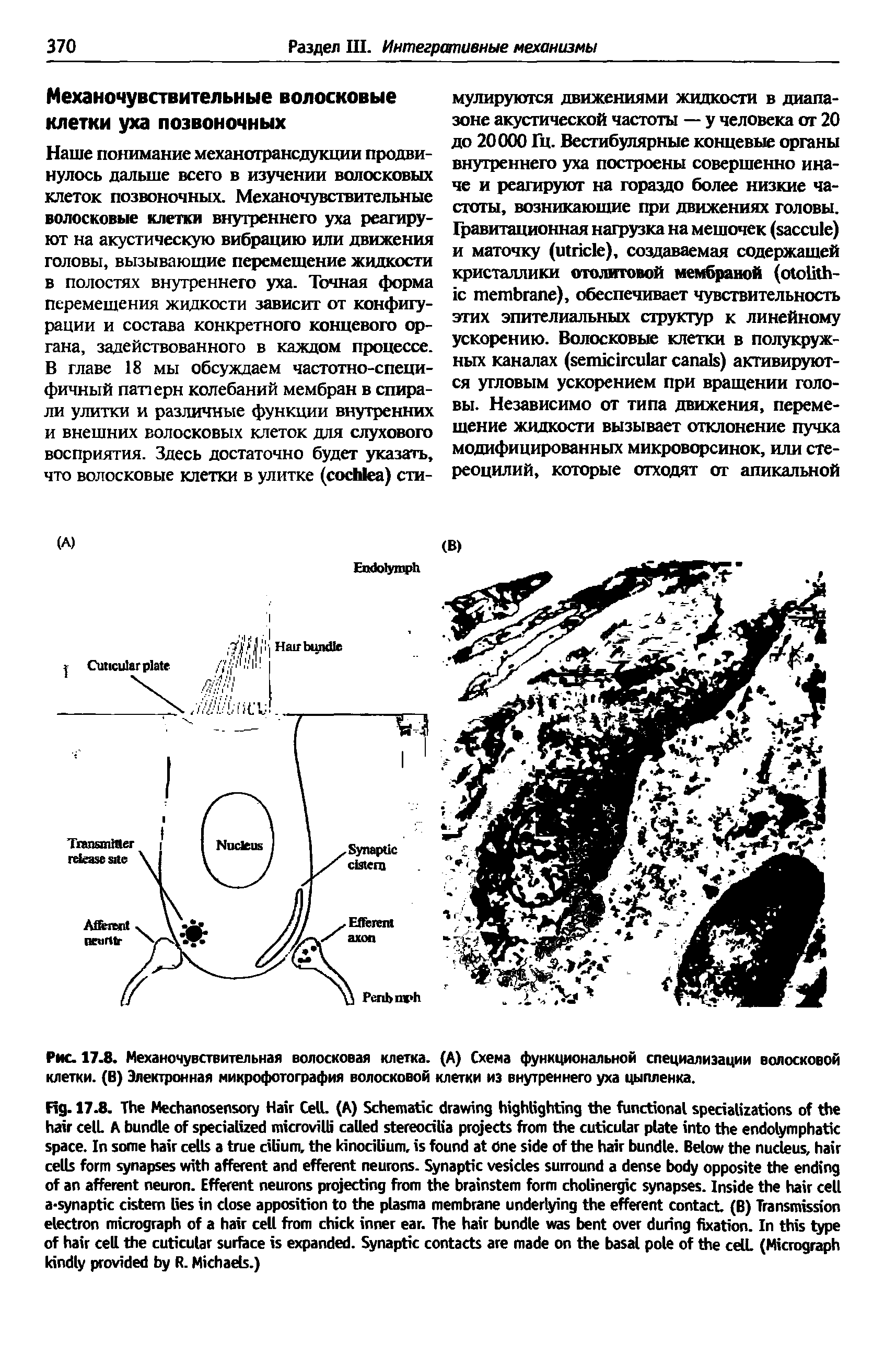 Рис. 17.8. Механочувствительная волосковая клетка. (А) Схема функциональной специализации волосковой клетки. (В) Электронная микрофотография волосковой клетки из внутреннего уха цыпленка.