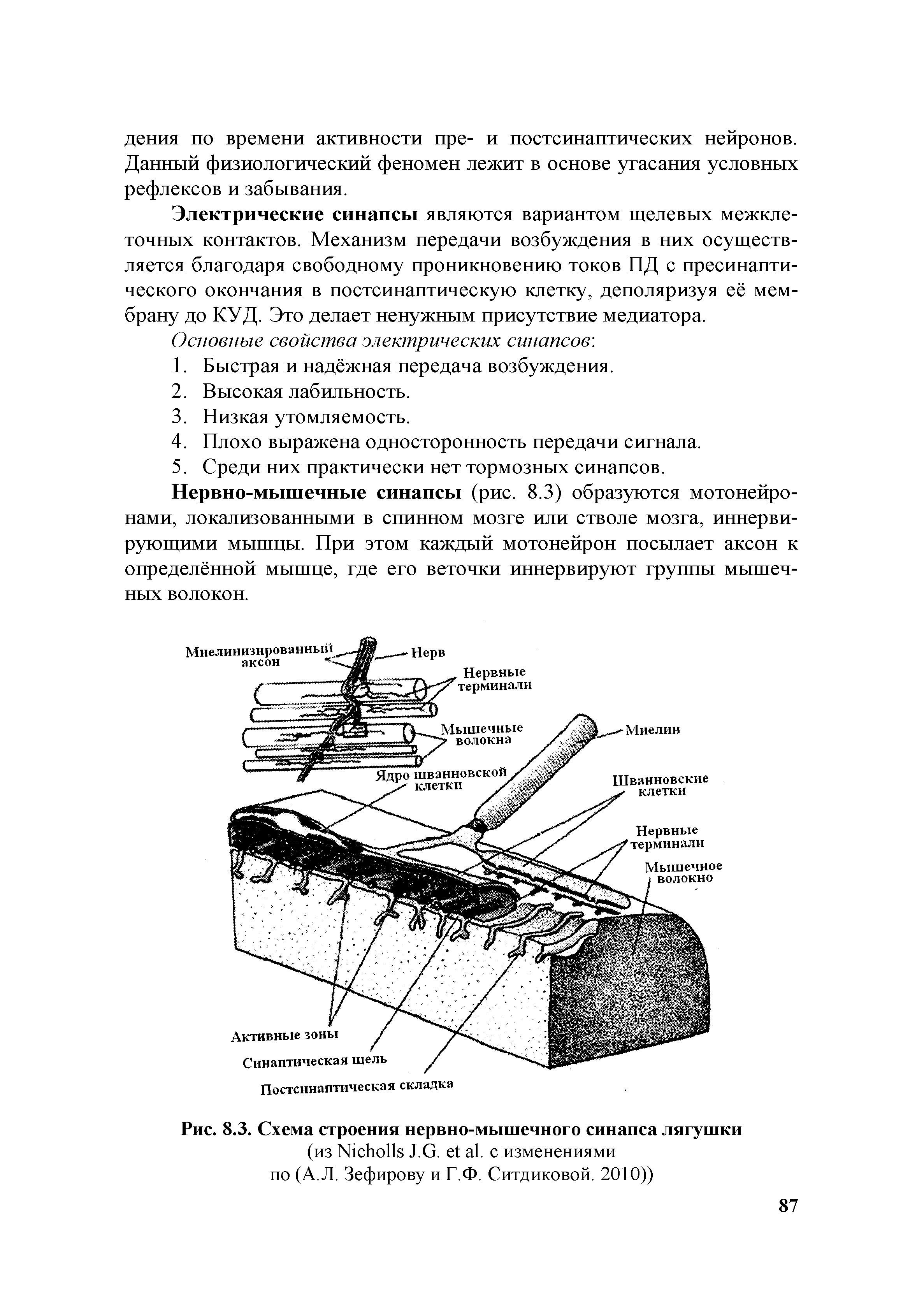 Рис. 8.3. Схема строения нервно-мышечного синапса лягушки (из N J.G. . с изменениями...