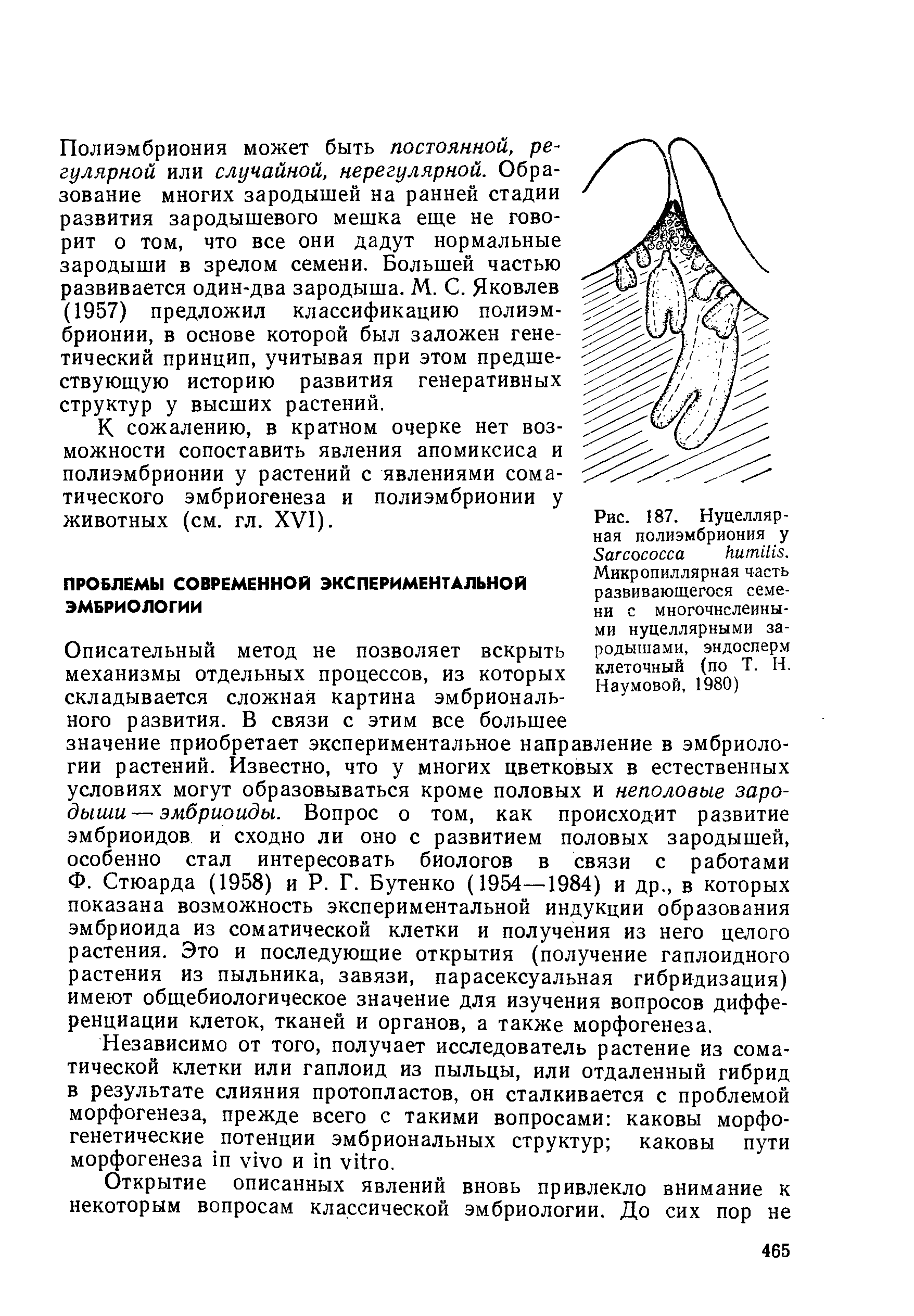 Рис. 187. Нуцелляр-ная полиэмбриония у S . Микропиллярная часть развивающегося семени с многочнслеины-...