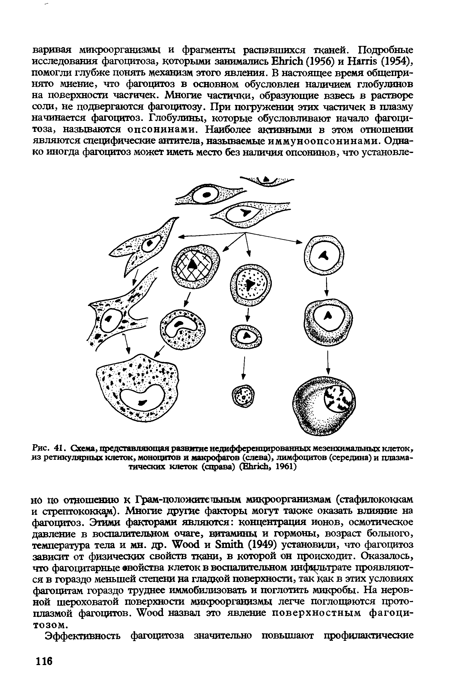 Рис. 41. Схема, представляющая развитие недифференцированных мезенхимальных клеток, из ретикулярных клеток, моноцитов и макрофагов (слева), лимфоцитов (середина) и плазматических клеток (справа) (ЕЬгюЬ, 1961)...