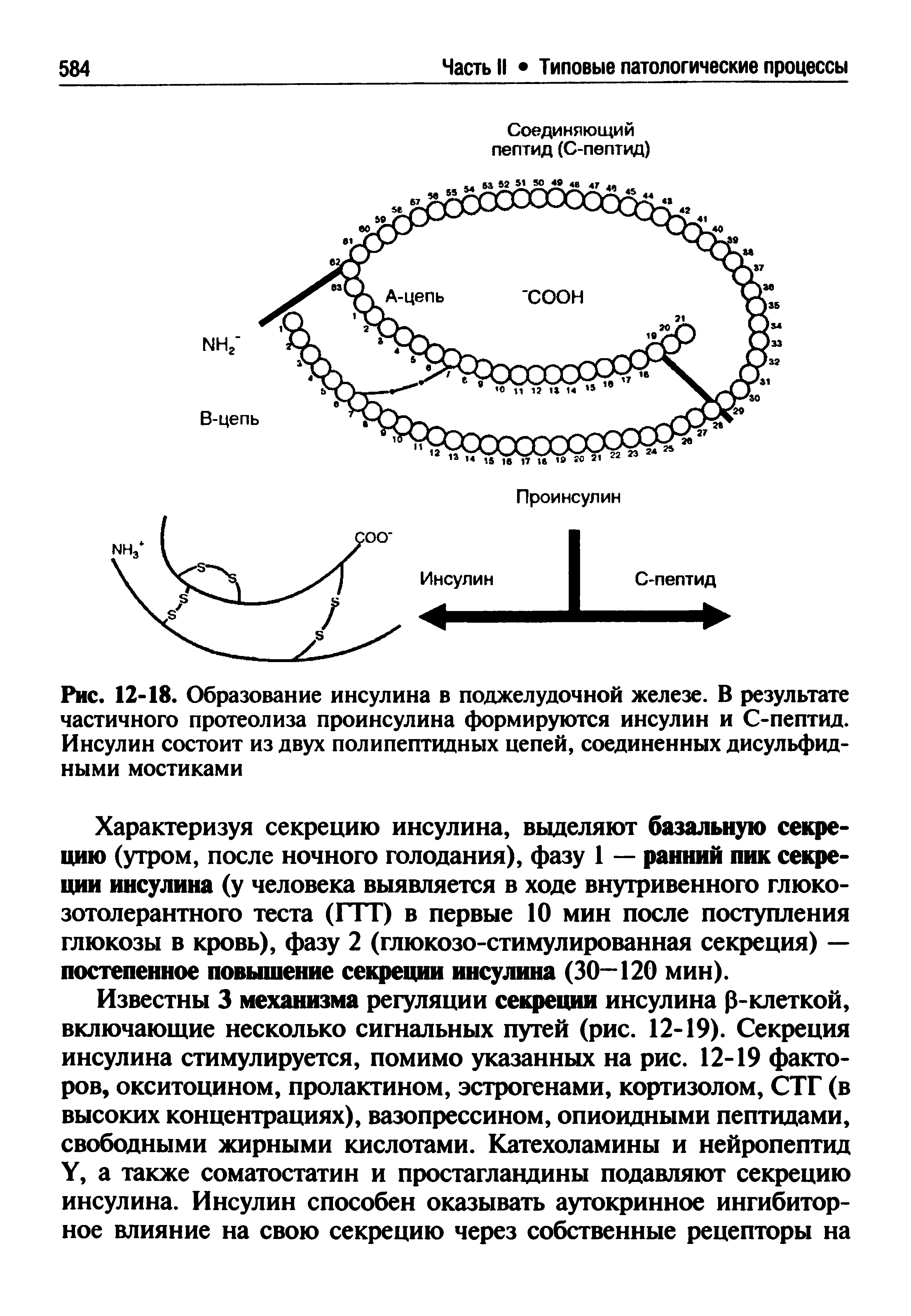 Рис. 12-18. Образование инсулина в поджелудочной железе. В результате частичного протеолиза проинсулина формируются инсулин и С-пептид. Инсулин состоит из двух полипептидных цепей, соединенных дисульфидными мостиками...