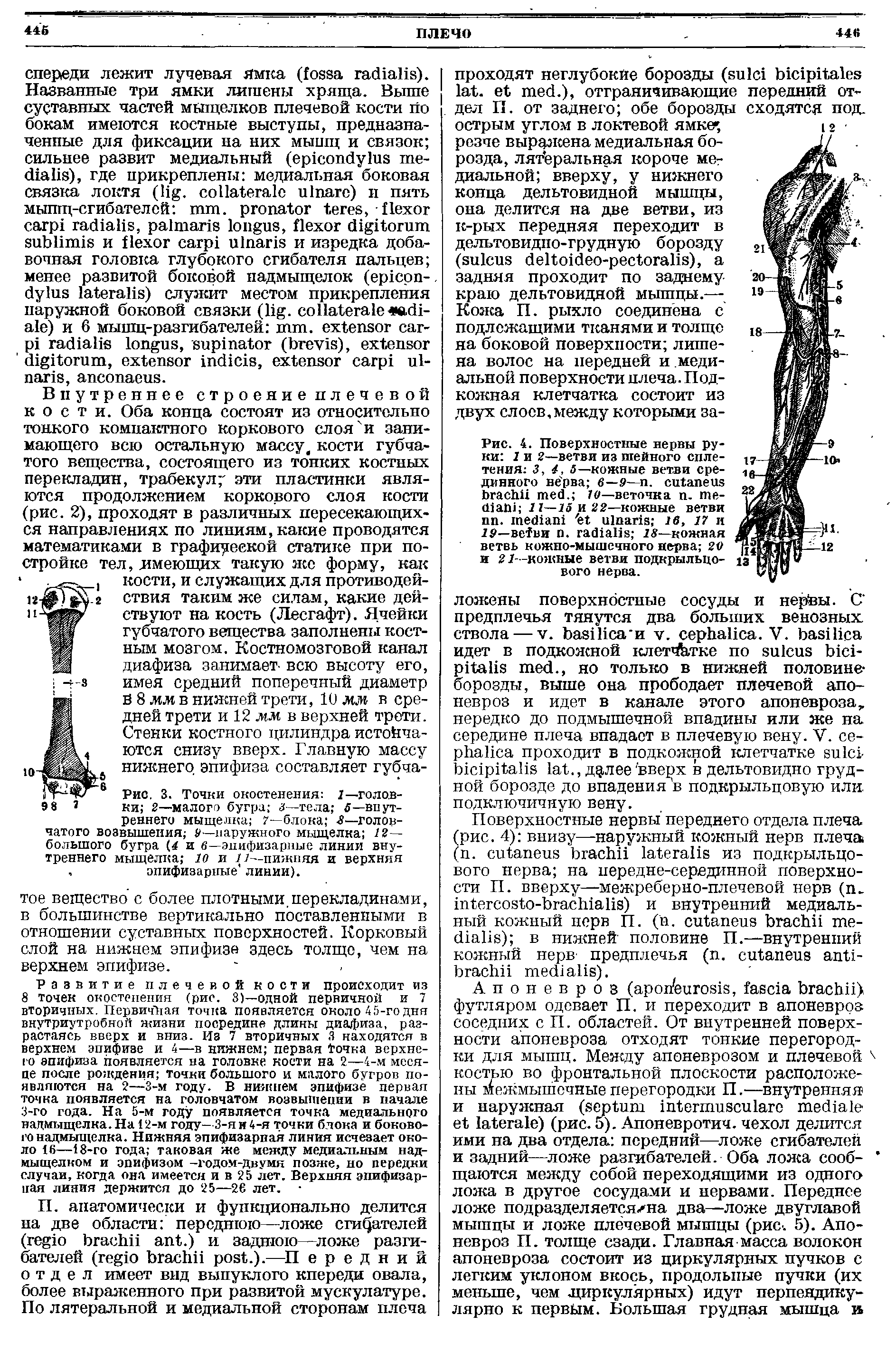 Рис. 3. Точки окостенения 1—головки 2—малого бугра а—тела 5—внутреннего мыщелка 7—блока голсщ-...