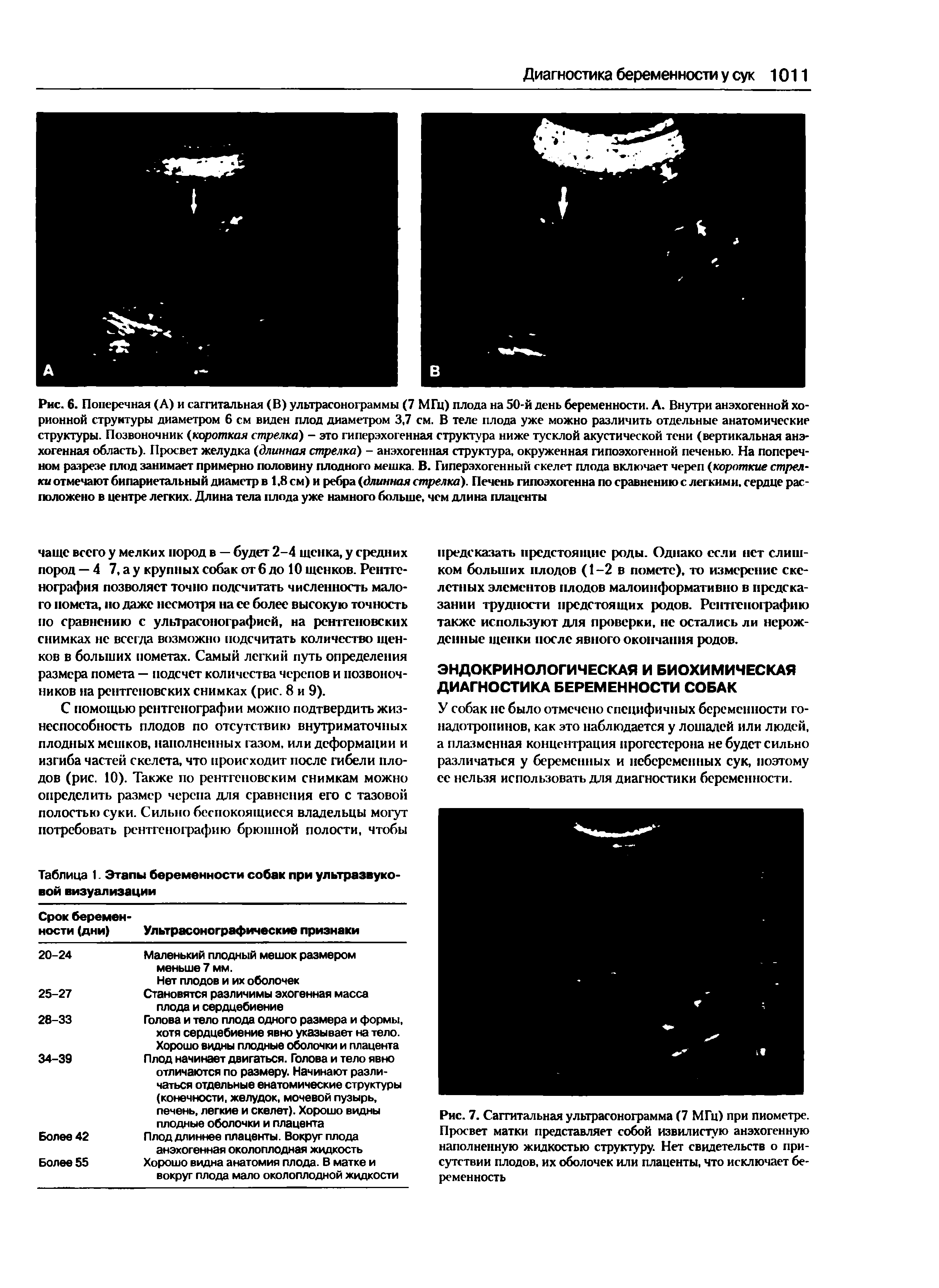 Рис. 7. Сагиттальная ультрасонограмма (7 МГц) при пиометре. Просвет матки представляет собой извилистую анэхогенную наполненную жидкостью структуру. Нет свидетельств о присутствии плодов, их оболочек или плаценты, что исключает беременность...