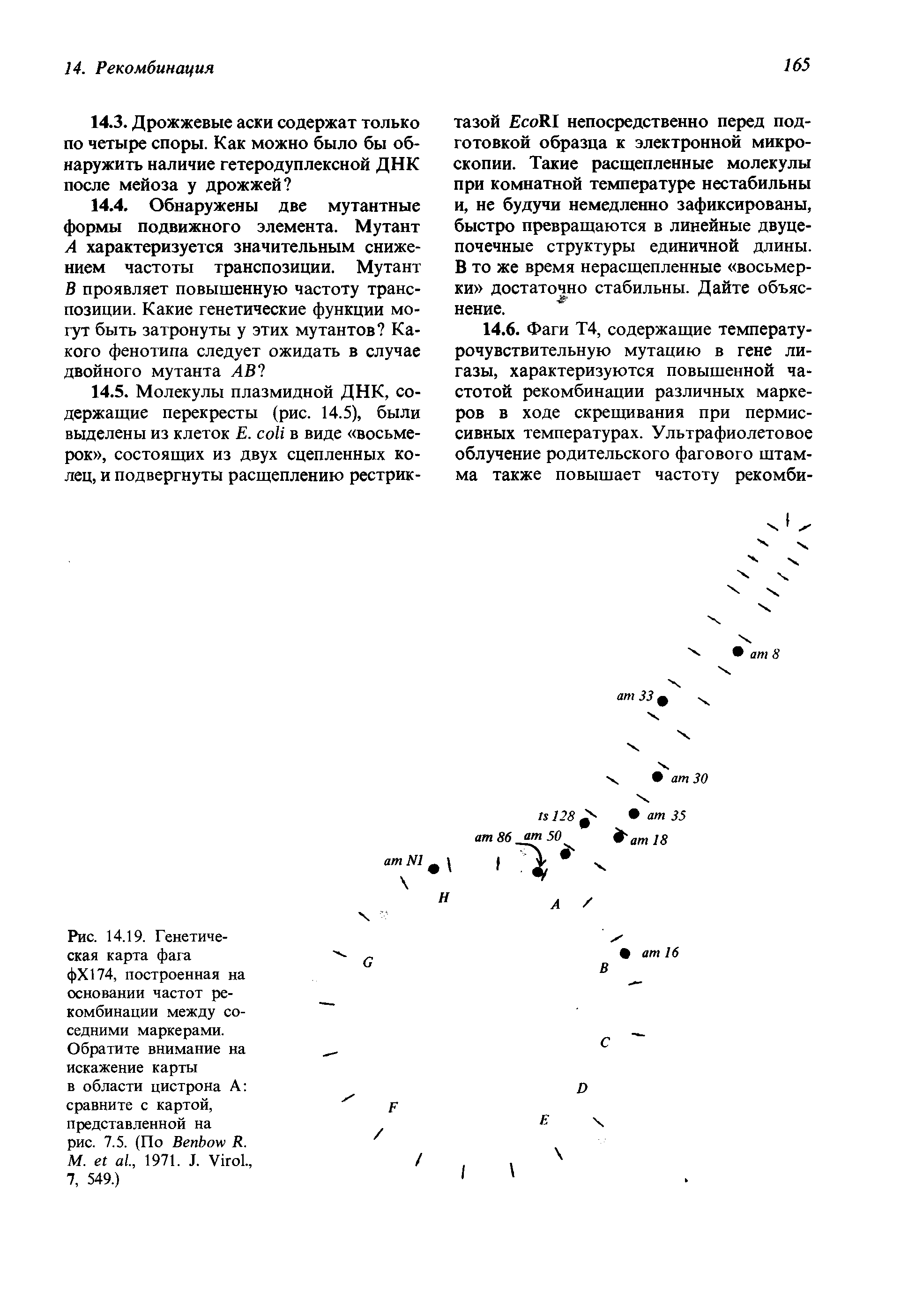 Рис. 14.19. Генетическая карта фага фХ174, построенная на основании частот рекомбинации между соседними маркерами. Обратите внимание на искажение карты в области цистрона А сравните с картой, представленной на рис. 7.5. (По B R. М. ., 1971. J. V ., 7, 549.)...