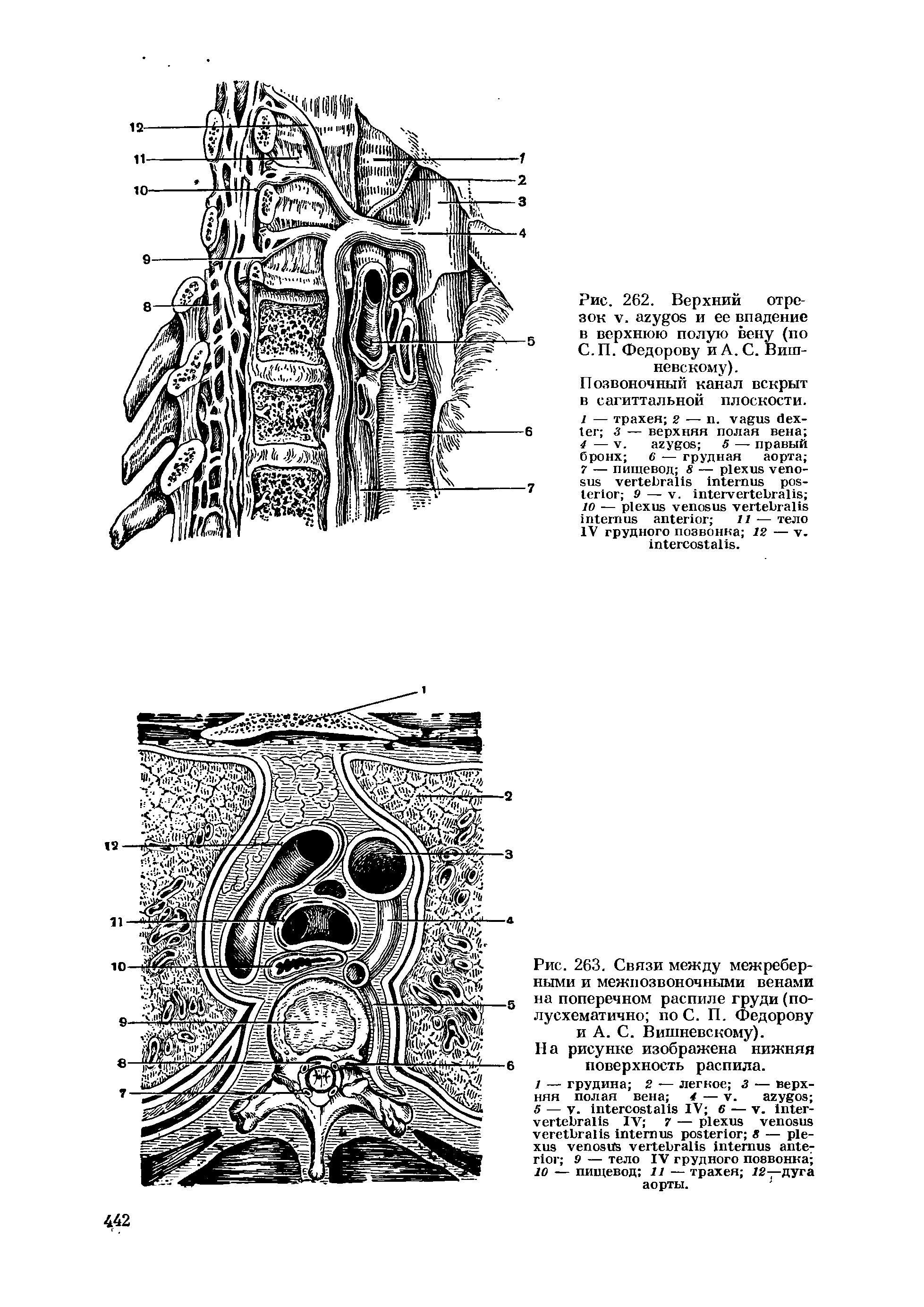 Рис. 263. Связи между межреберными и межпозвоночными венами на поперечном распиле груди (полусхематично по С. П. Федорову и А. С. Вишневскому).