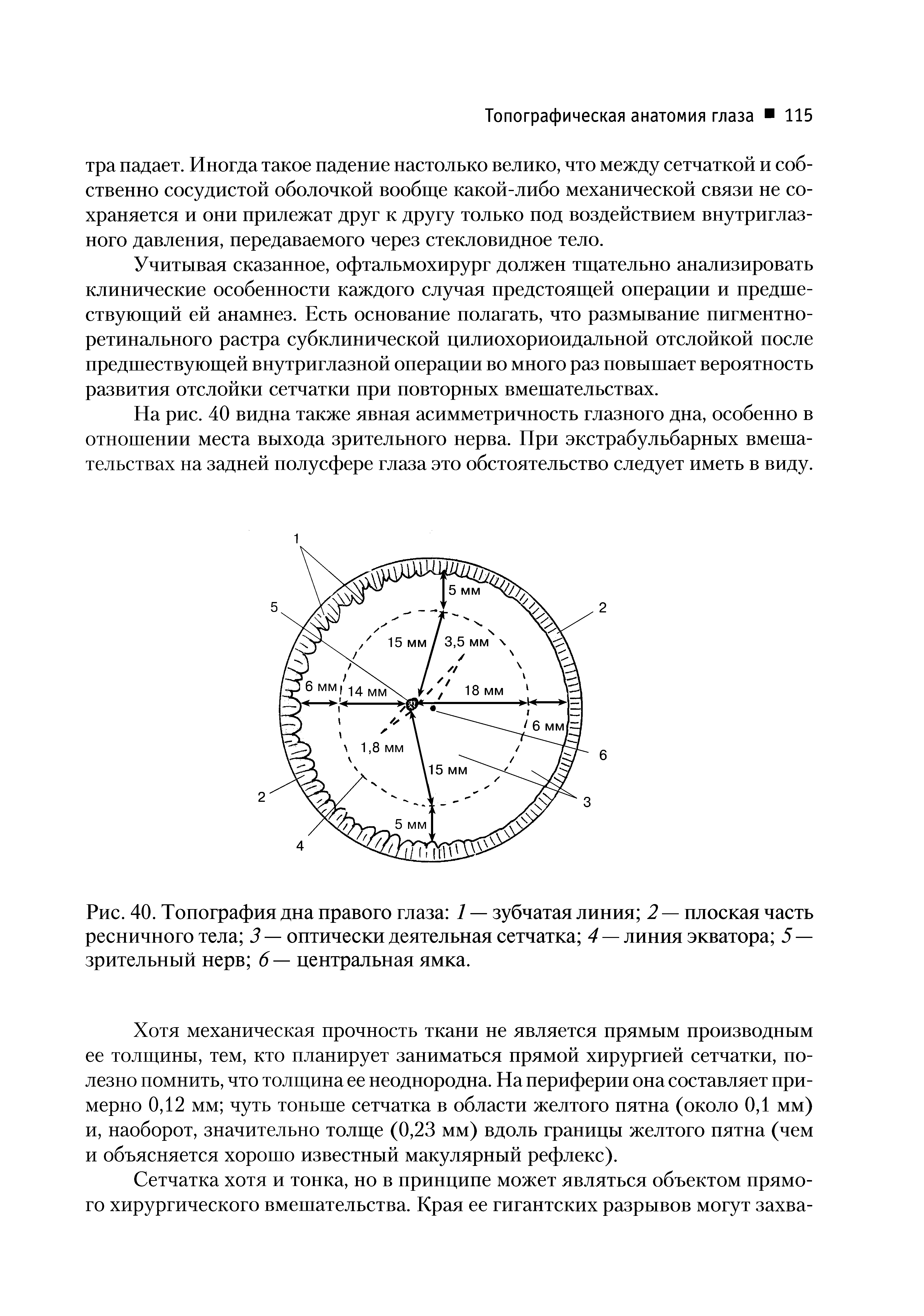 Рис. 40. Топография дна правого глаза 1 — зубчатая линия 2 — плоская часть ресничного тела 3 — оптически деятельная сетчатка 4 — линия экватора 5— зрительный нерв 6 — центральная ямка.