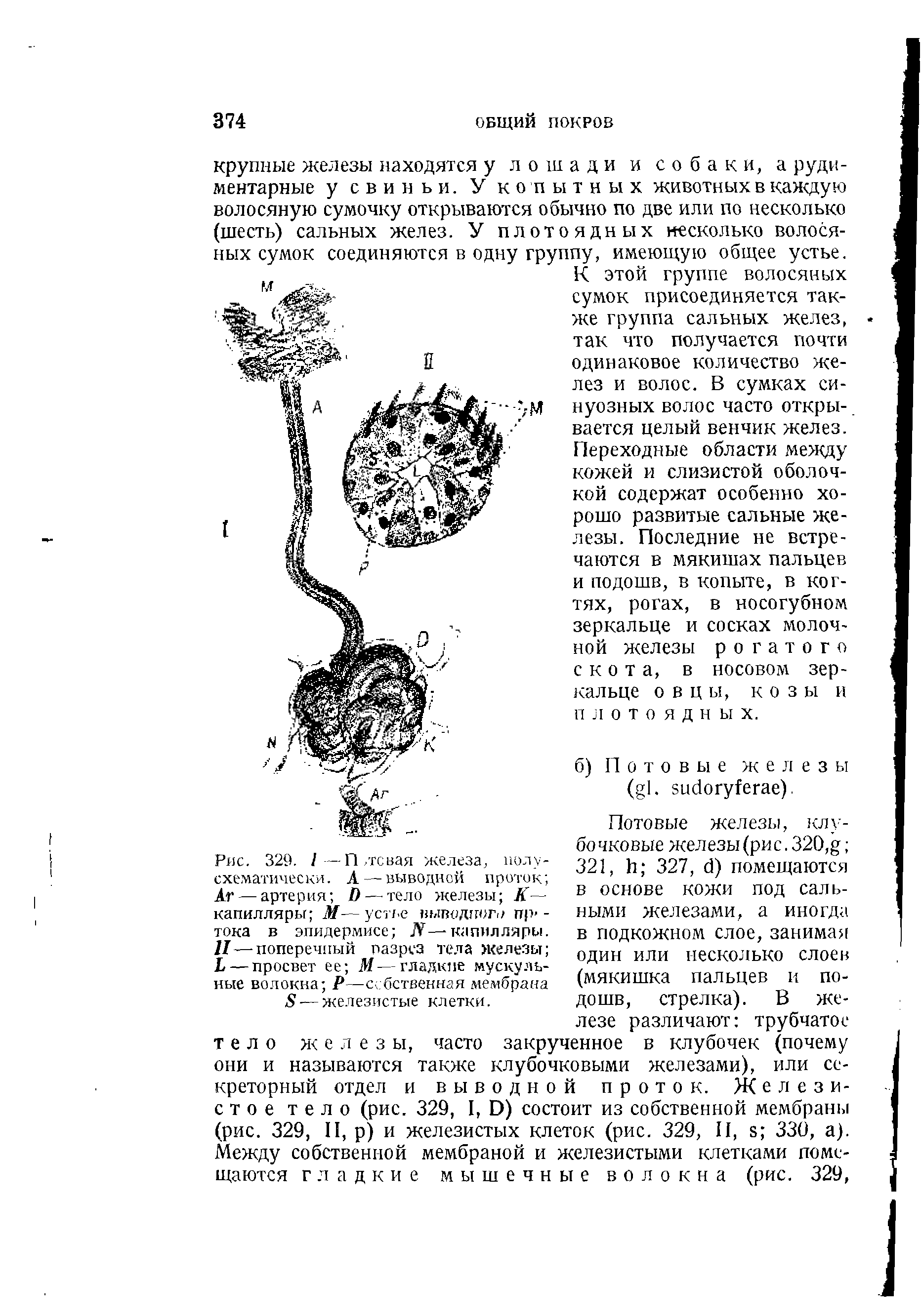 Рис. 329. 1 —П левая железа, полусхематически. А — выводной проток Аг — артерия О — тело железы К— капилляры М— устье ыводпог,/ пр- -тока в эпидермисе М—-капилляры. II—поперечный разрез тела железы Ь— просвет ее М — гладкие мускульные волокна Р—собственная мембрана 5 — железистые клетки.