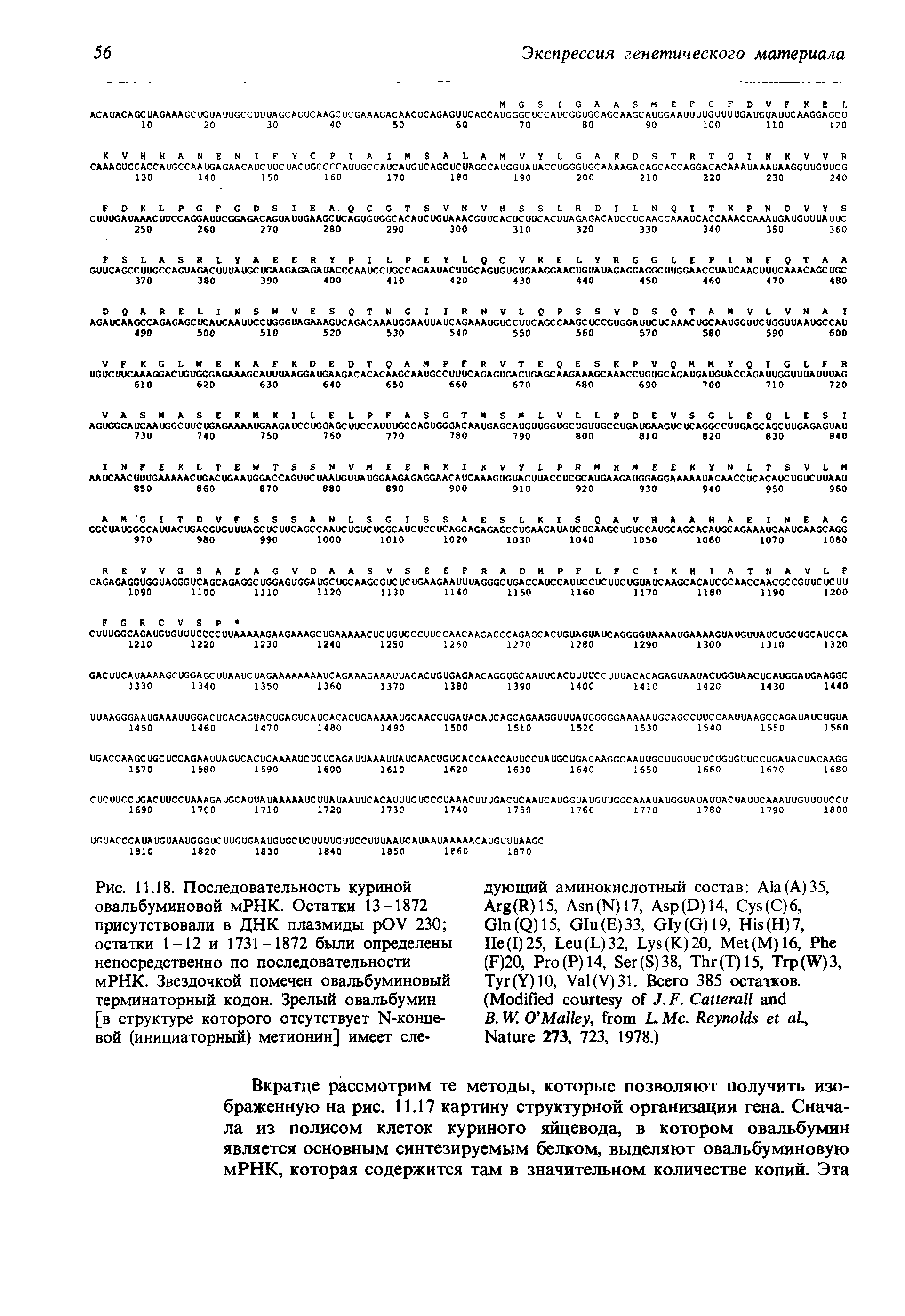 Рис. 11.18. Последовательность куриной овальбуминовой мРНК. Остатки 13 — 1872 присутствовали в ДНК плазмиды рОУ 230 остатки 1-12 и 1731-1872 были определены непосредственно по последовательности мРНК. Звездочкой помечен овальбуминовый терминаторный кодон. Зрелый овальбумин [в структуре которого отсутствует М-конце-вой (инициаторный) метионин] имеет сле-...