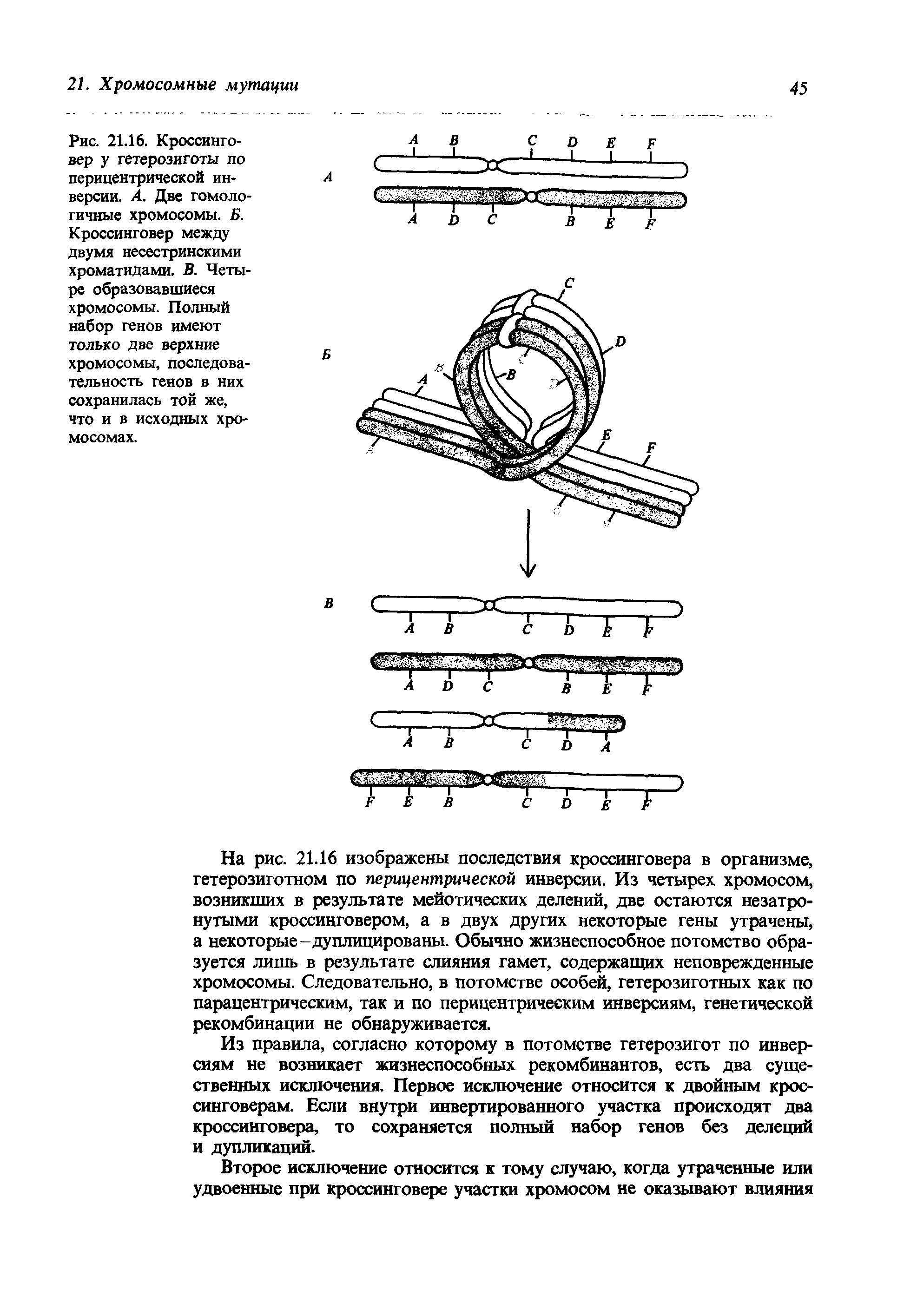 Рис. 21.16. Кроссинго-вер у гетерозиготы по перицентрической инверсии. А. Две гомологичные хромосомы. Б. Кроссинговер между двумя несестринскими хроматидами. В. Четыре образовавшиеся хромосомы. Полный набор генов имеют только две верхние хромосомы, последовательность генов в них сохранилась той же, что и в исходных хромосомах.