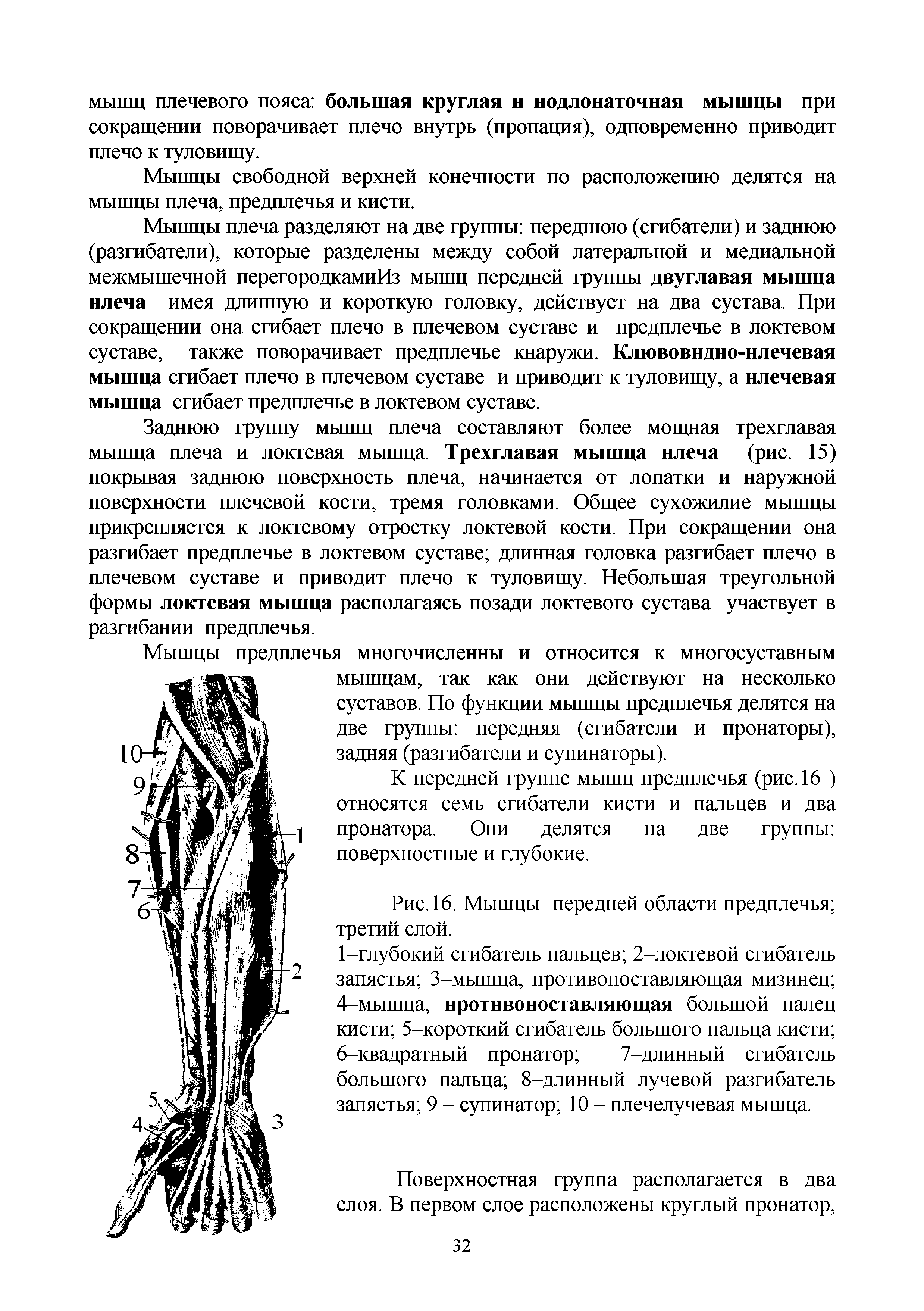 Рис. 16. Мышцы передней области предплечья третий слой.