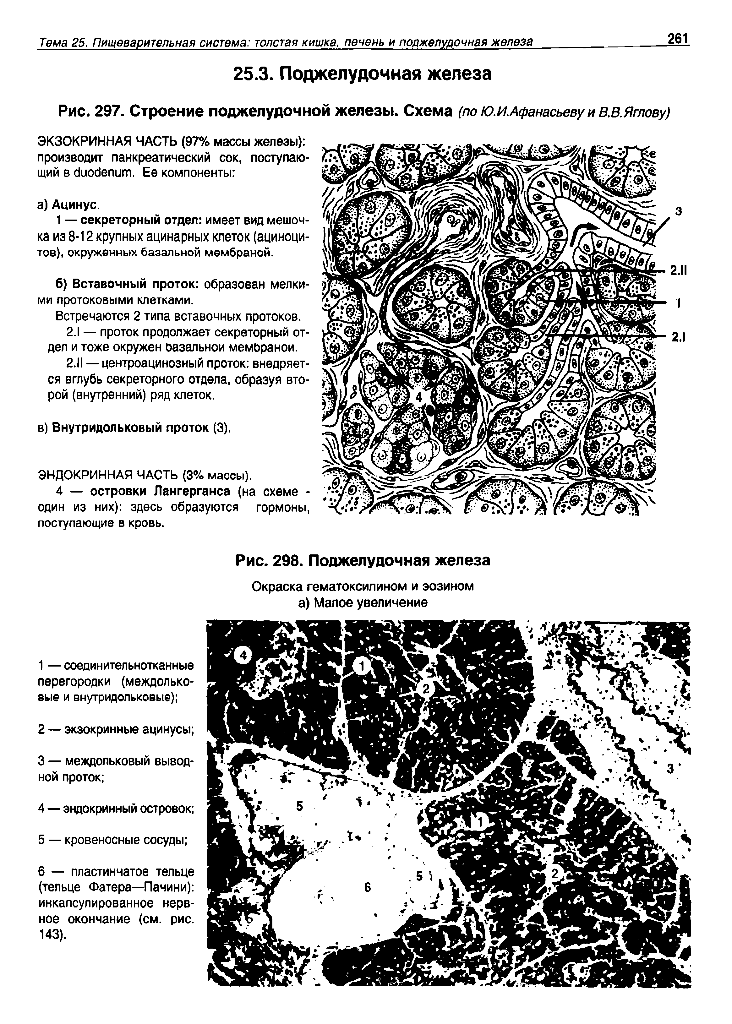 Рис. 297. Строение поджелудочной железы. Схема (по Ю.И.Афанасьеву и В.В.Яглову)...