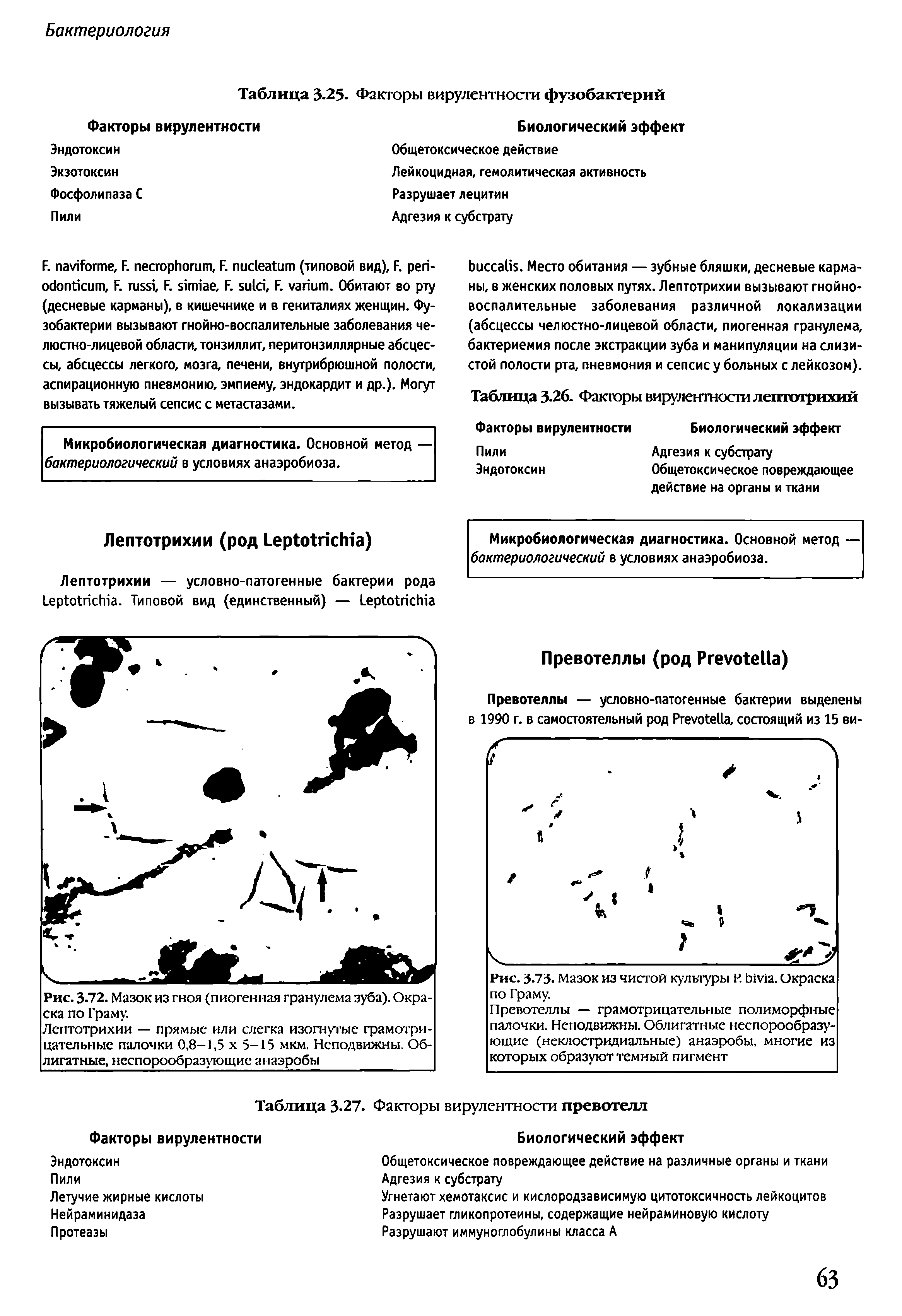 Рис. 3-72. Мазок из гноя (пиогенная гранулема зуба). Окраска по Граму.