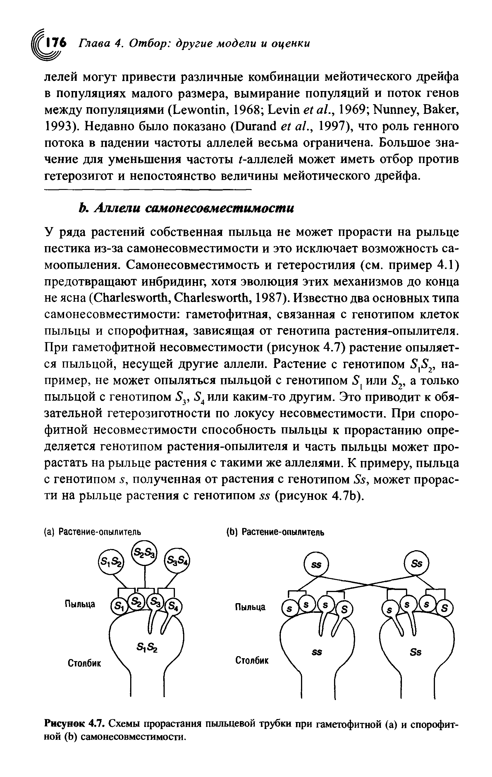 Рисунок 4.7. Схемы прорастания пыльцевой трубки при гаметофитной (а) и спорофит-ной (Ь) самонесовместимости.