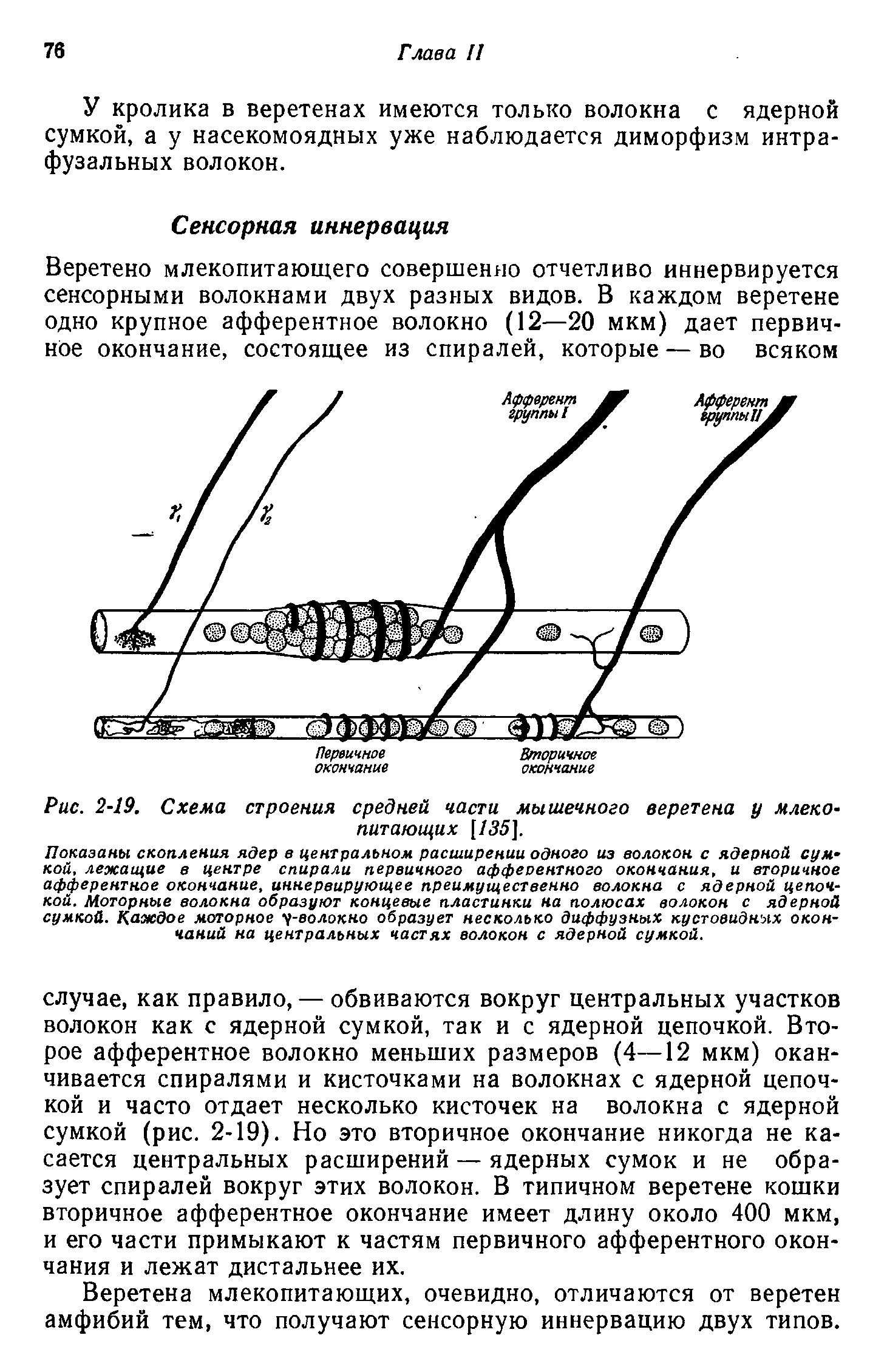 Рис. 2-19. Схема строения средней части мышечного веретена у млекопитающих [/35].