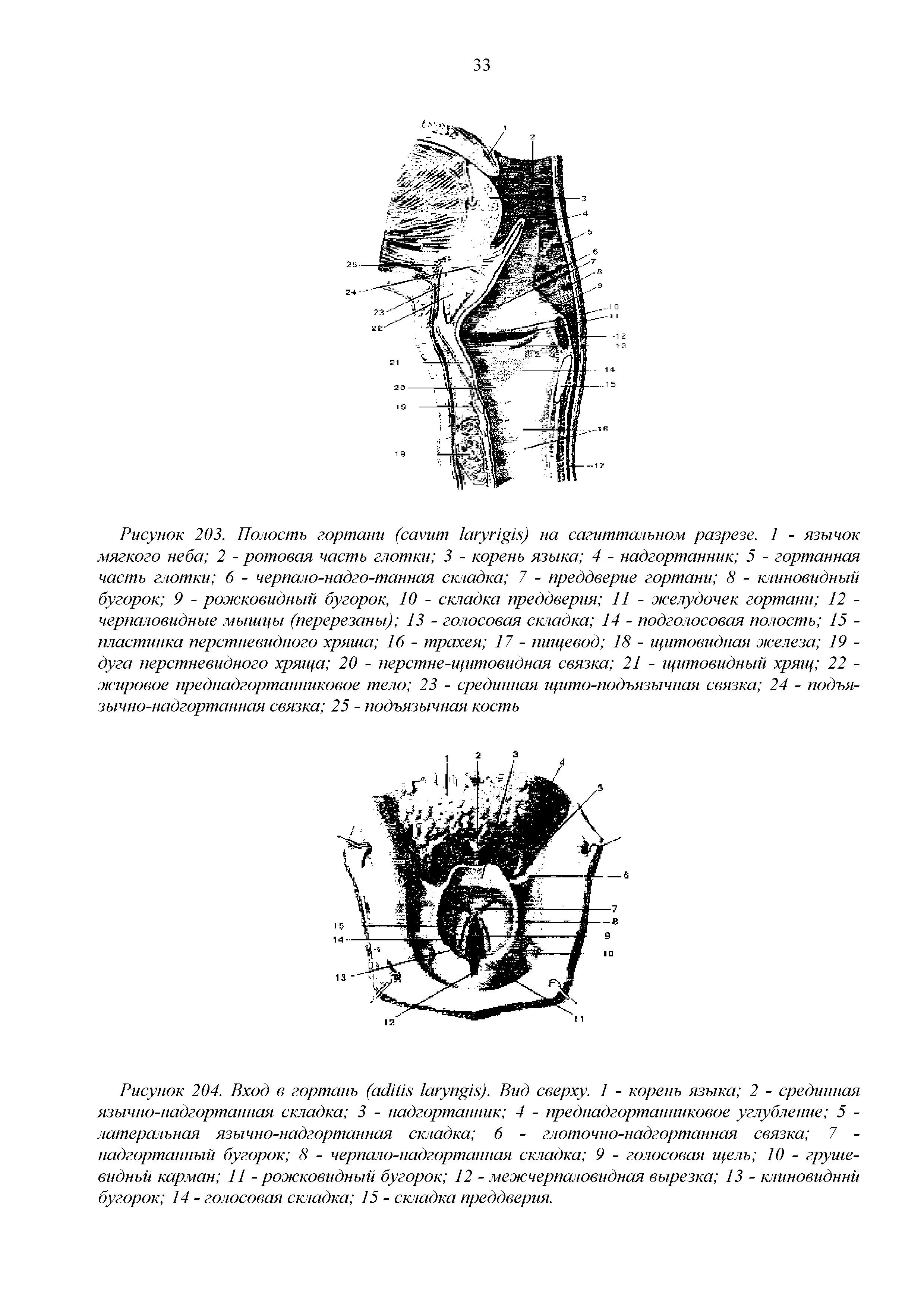 Рисунок 204. Вход в гортань ( ). Вид сверху. 1 - корень языка 2 - срединная язычно-надгортанная складка 3 - надгортанник 4 - преднадгортанниковое углубление 5 -латеральная язычно-надгортанная складка 6 - глоточно-надгортанная связка 7 -надгортанный бугорок 8 - черпало-надгортанная складка 9 - голосовая щель 10 - грушевидный карман 11 - рожковидный бугорок 12 - межчерпаловидная вырезка 13 - клиновидный бугорок 14 - голосовая складка 15 - складка преддверия.