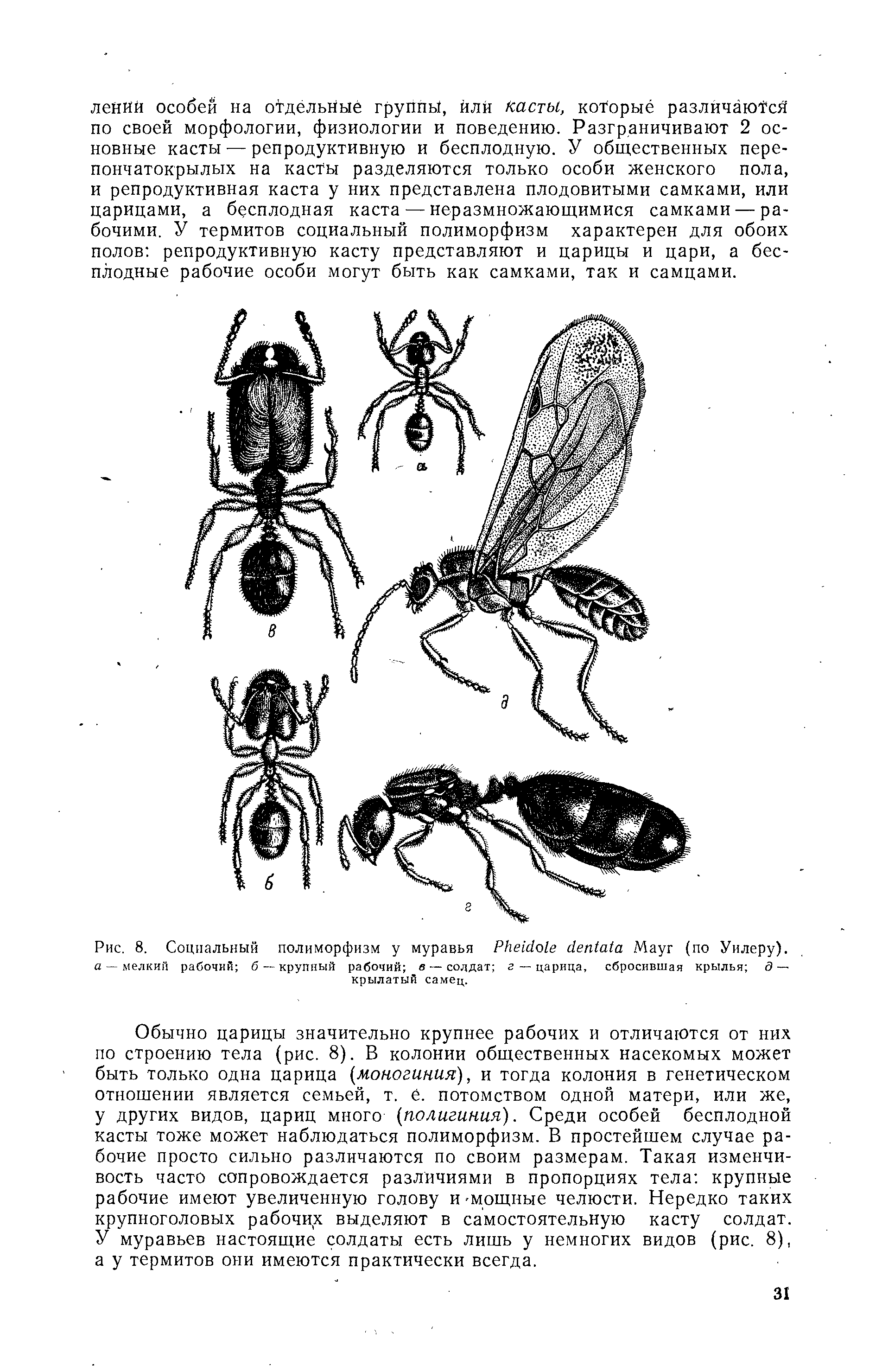 Рис. 8. Социальный полиморфизм у муравья / / еИо/е ( егИсИа Мауг (по Уилеру). а — мелкий рабочий б — крупный рабочий в — солдат г — царица, сбросившая крылья д— крылатый самец.