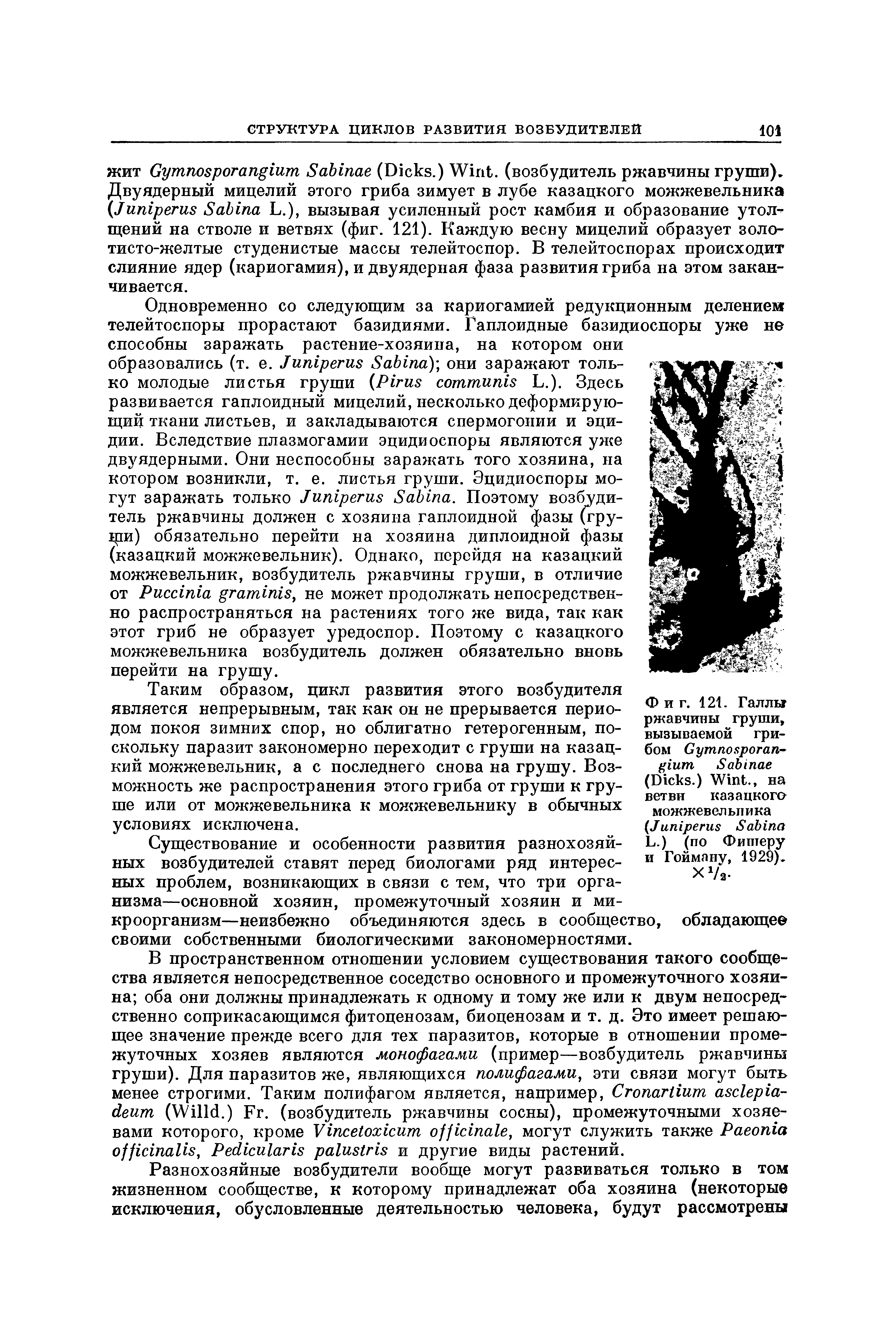 Фиг. 121. Галлы ржавчины груши, вызываемой грибом G S (D .) W ., на ветви казацкого можжевельника...