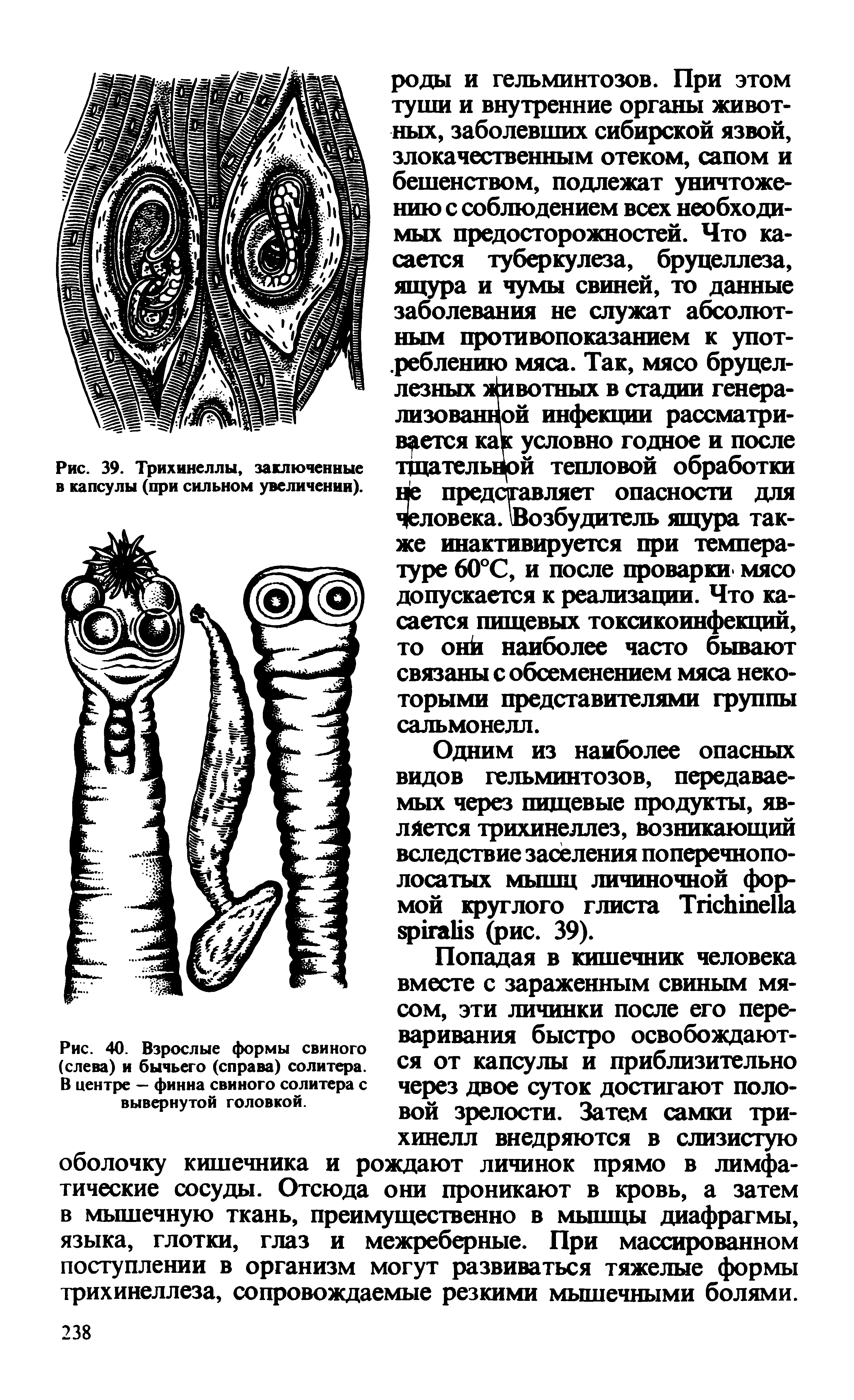 Рис. 40. Взрослые формы свиного (слева) и бычьего (справа) солитера. В центре — финна свиного солитера с вывернутой головкой.