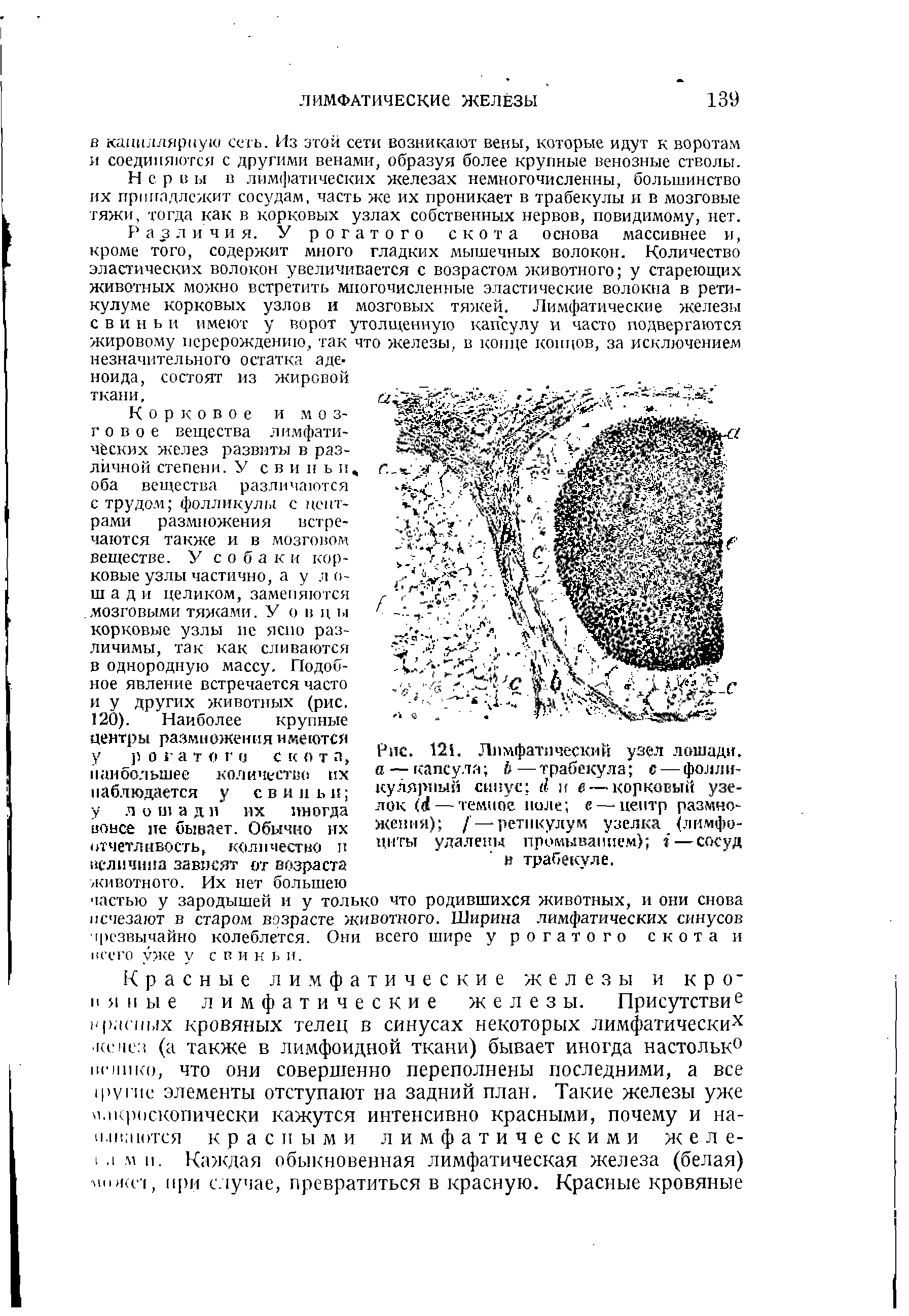 Рис. 121. Лимфатический узел лошади. а — капсула Ь —трабекула с — фолликулярный синус А и в— корковый узелок (й— темное ноле е—-центр размножения) / — ретикулум узелка (лимфоциты удалены промыванием) — сосуд в трабекуле.