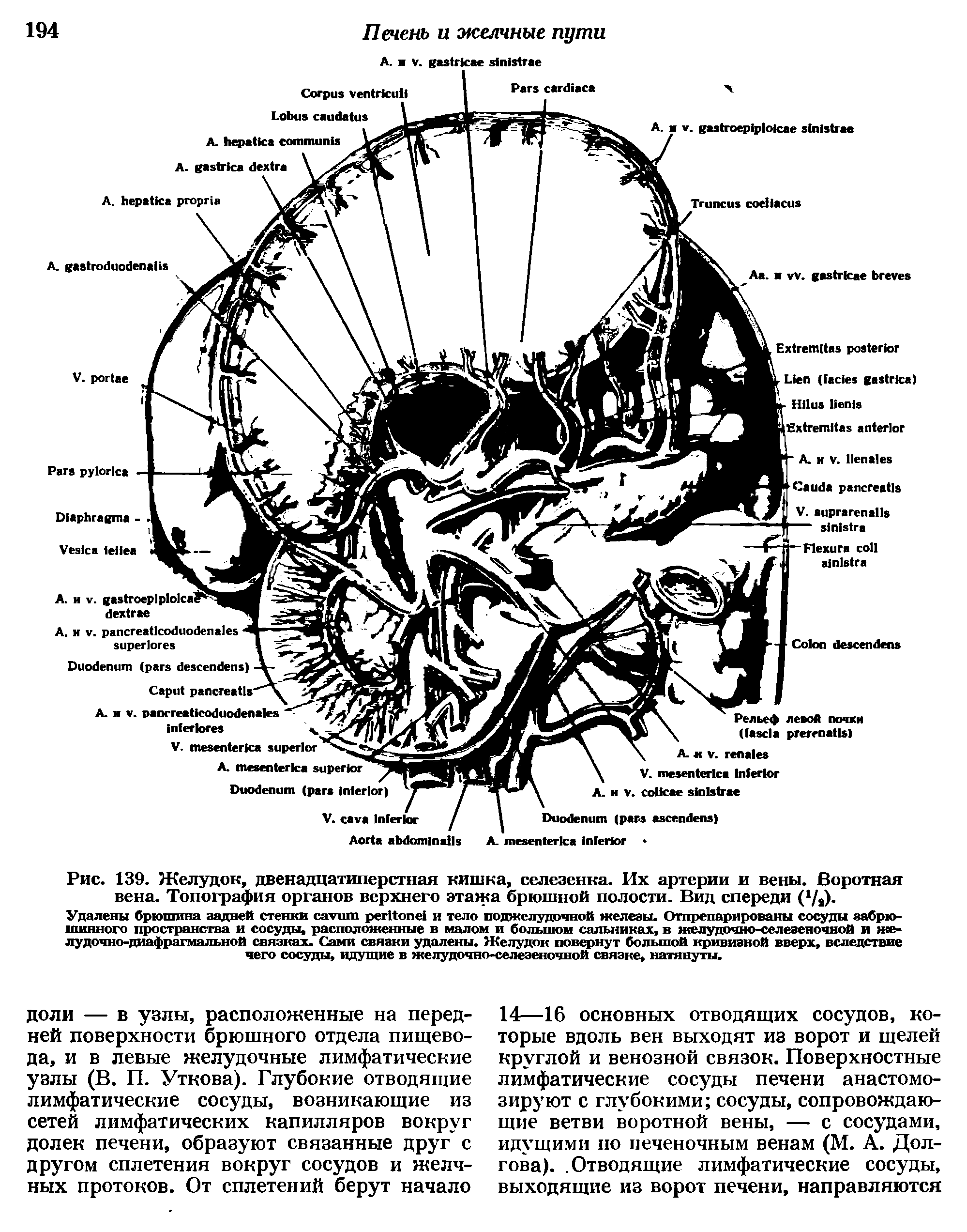 Рис. 139. Желудок, двенадцатиперстная кишка, селезенка. Их артерии и вены. Воротная вена. Топография органов верхнего этажа брюшной полости. Вид спереди (V )-...