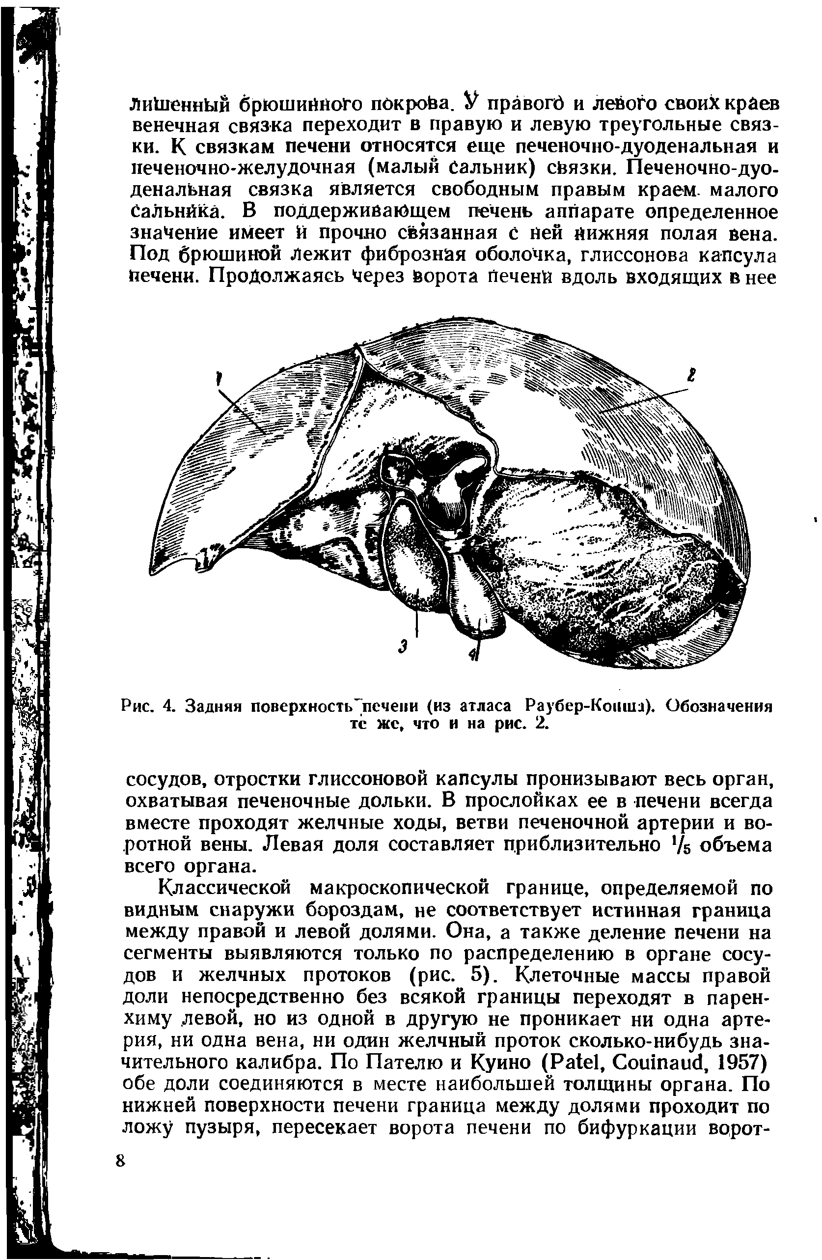 Рис. 4. Задняя поверхность печени (из атласа Раубер-Коиша). Обозначения те же, что и на рис. 2.